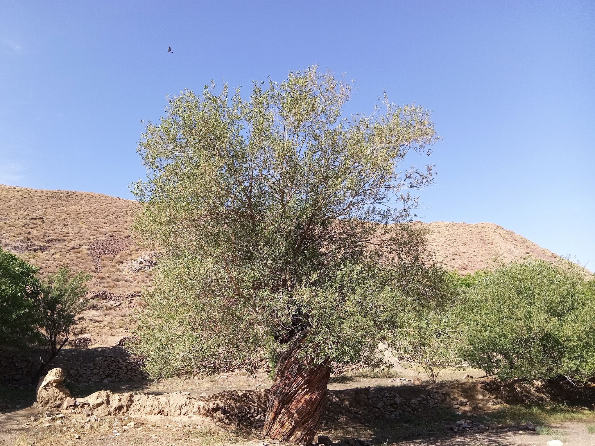 Community photo by Hassan