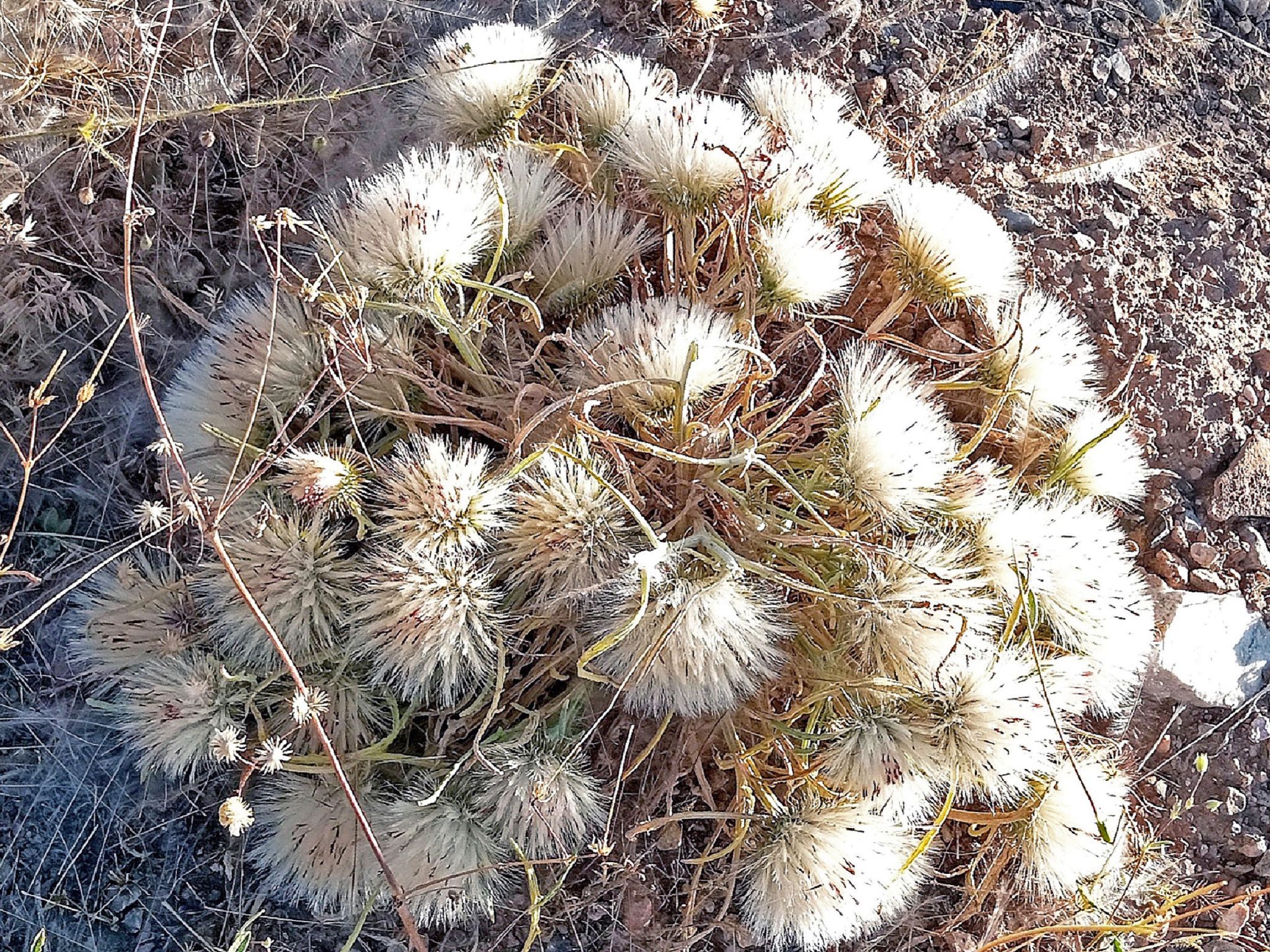 Community photo by Hassan Dadashi  Arani | Esfahan province. Iran