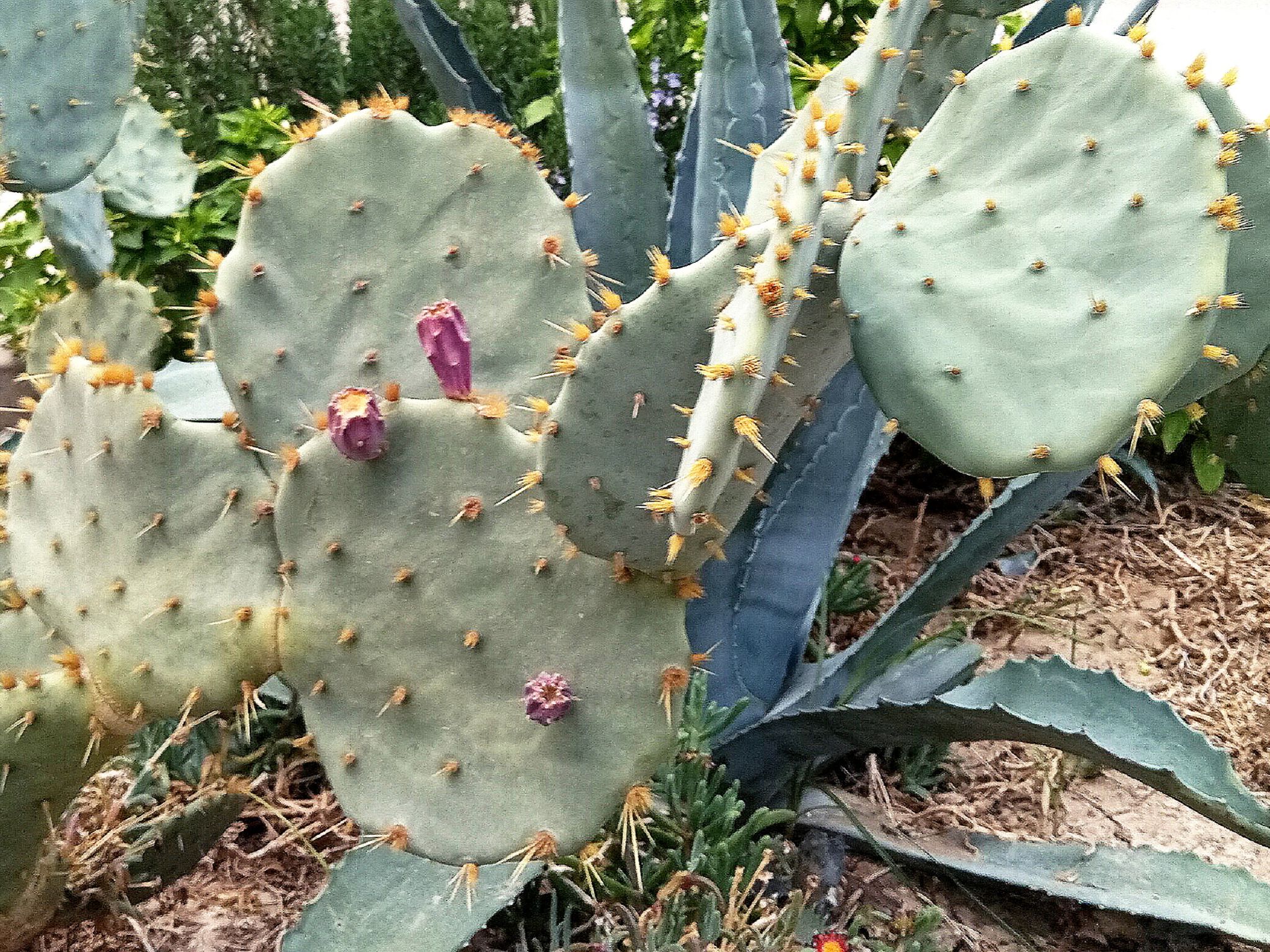 Community photo by Hassan