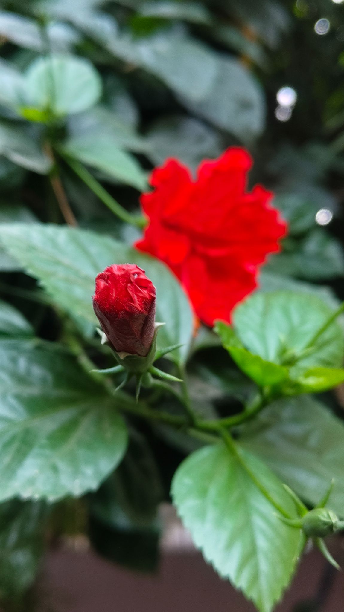 Community photo by Harsha Jetley | Vadodara,Gujarat,India