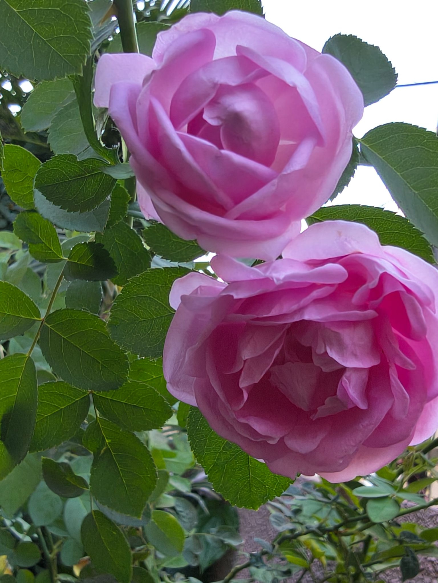 Community photo by Harsha Jetley | Vadodara, Gujarat, India