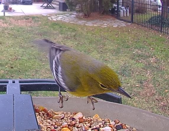 Community photo by Mark Wralstad | Virginia Beach, VA, USA