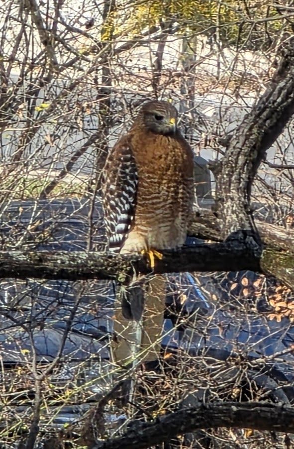 Community photo by david perry | Wimberley, Texas USA