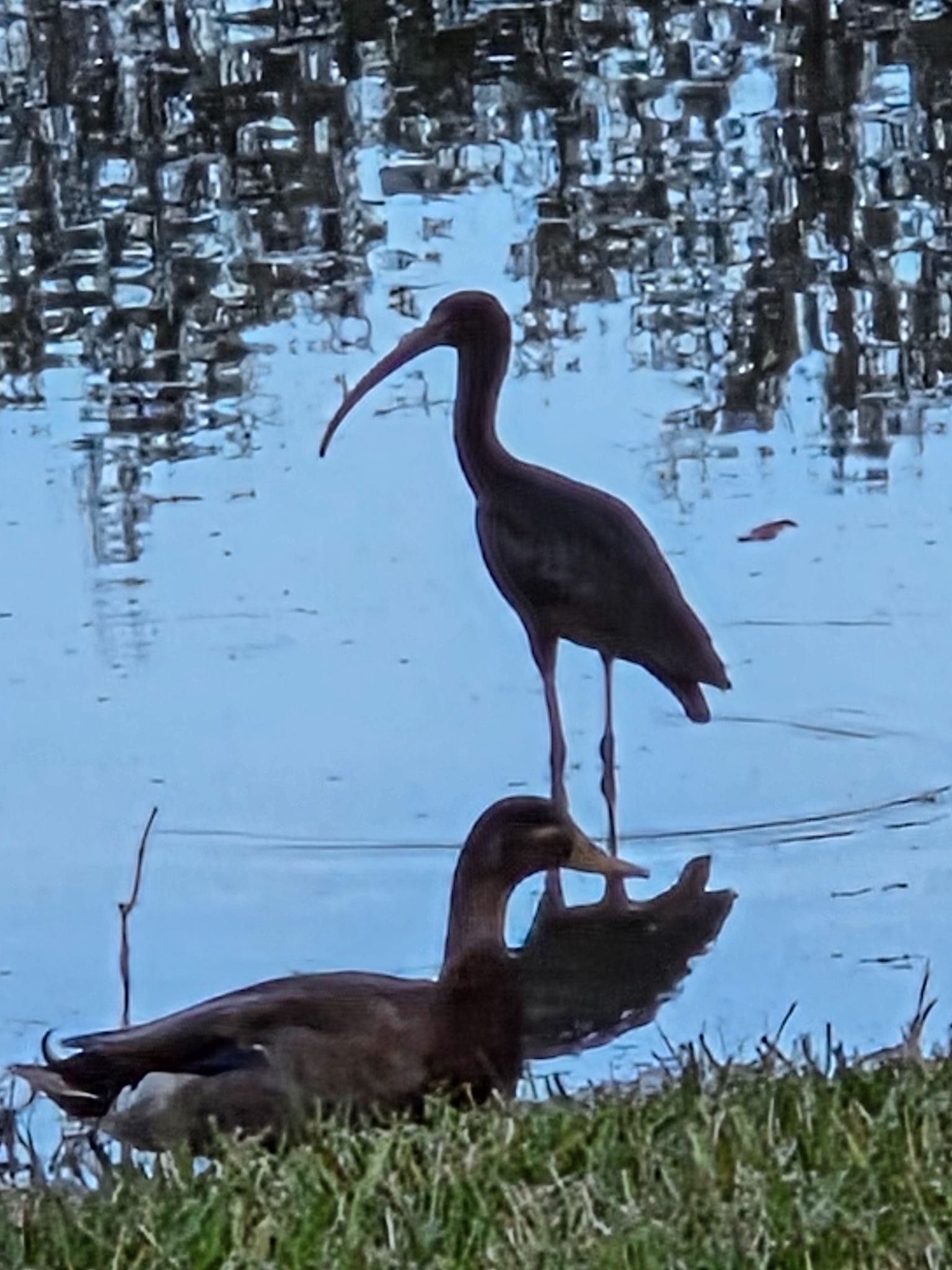 Community photo by Linda Carlson | Orlando, FL
