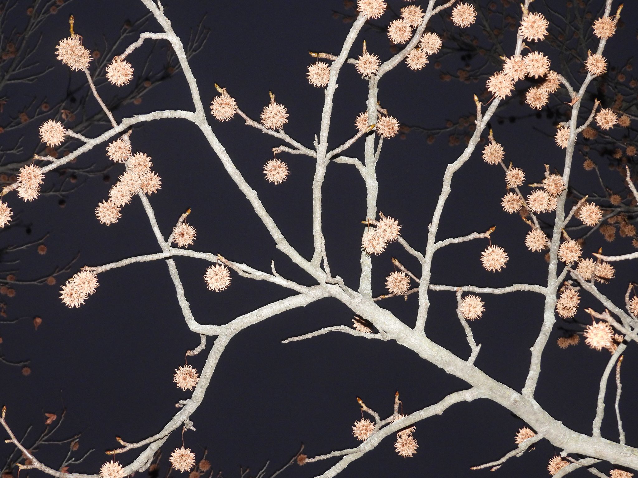 Community photo by Nina Gorenstein | West Lafayette, IN, USA