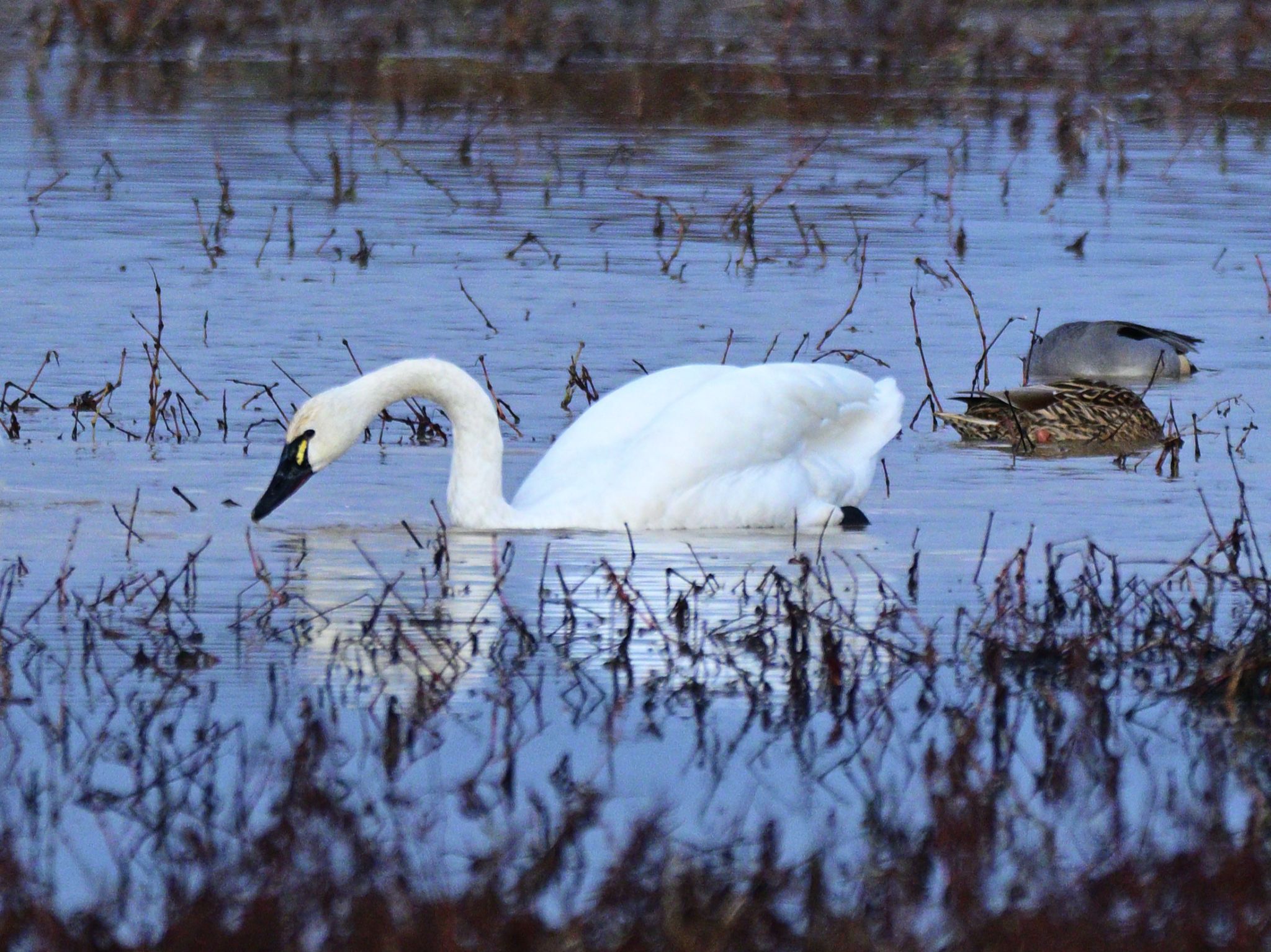 Community photo by Cecille Kennedy | Monroe, Oregon