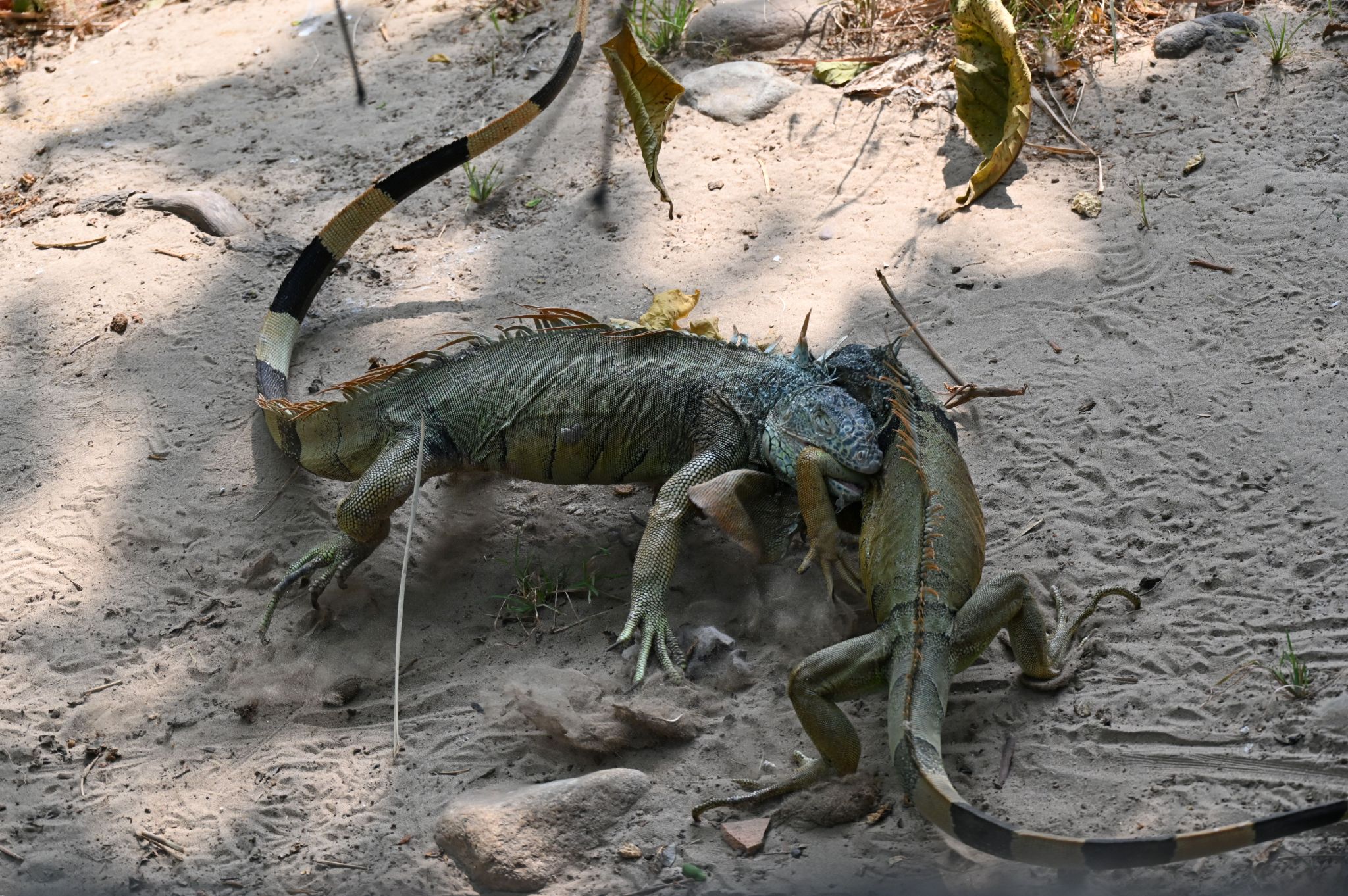 Community photo by Frank Lu | Puerto Vallarta, Jalisco, Mexico
