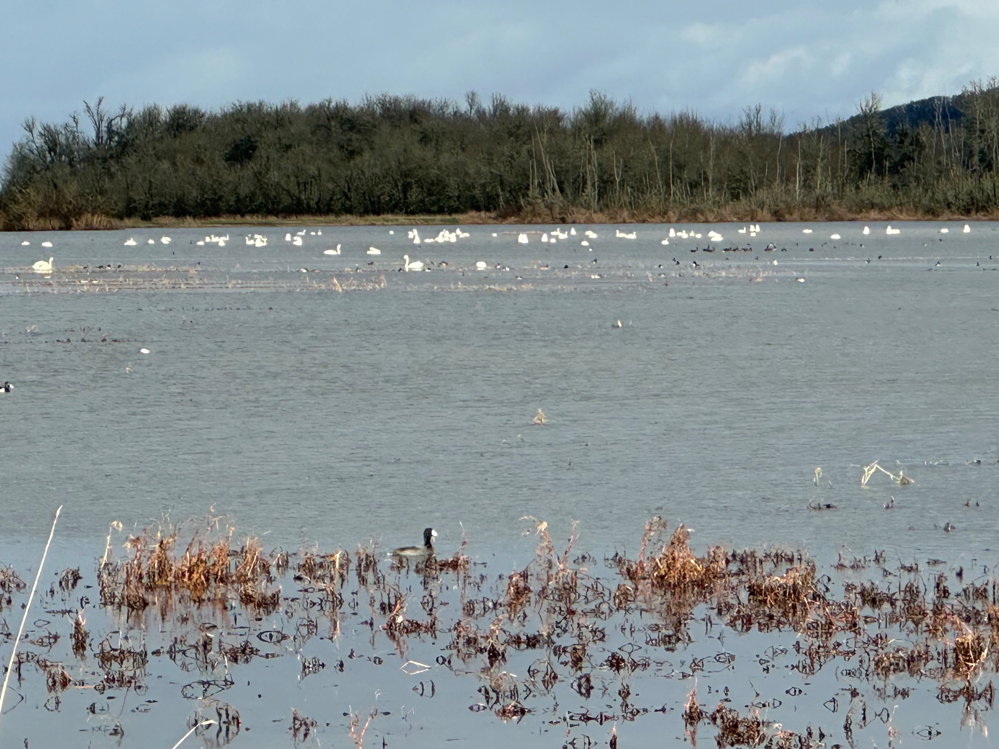 Community photo by Victoria Bryhan | Finley National Wildlife Refuge, Oregon