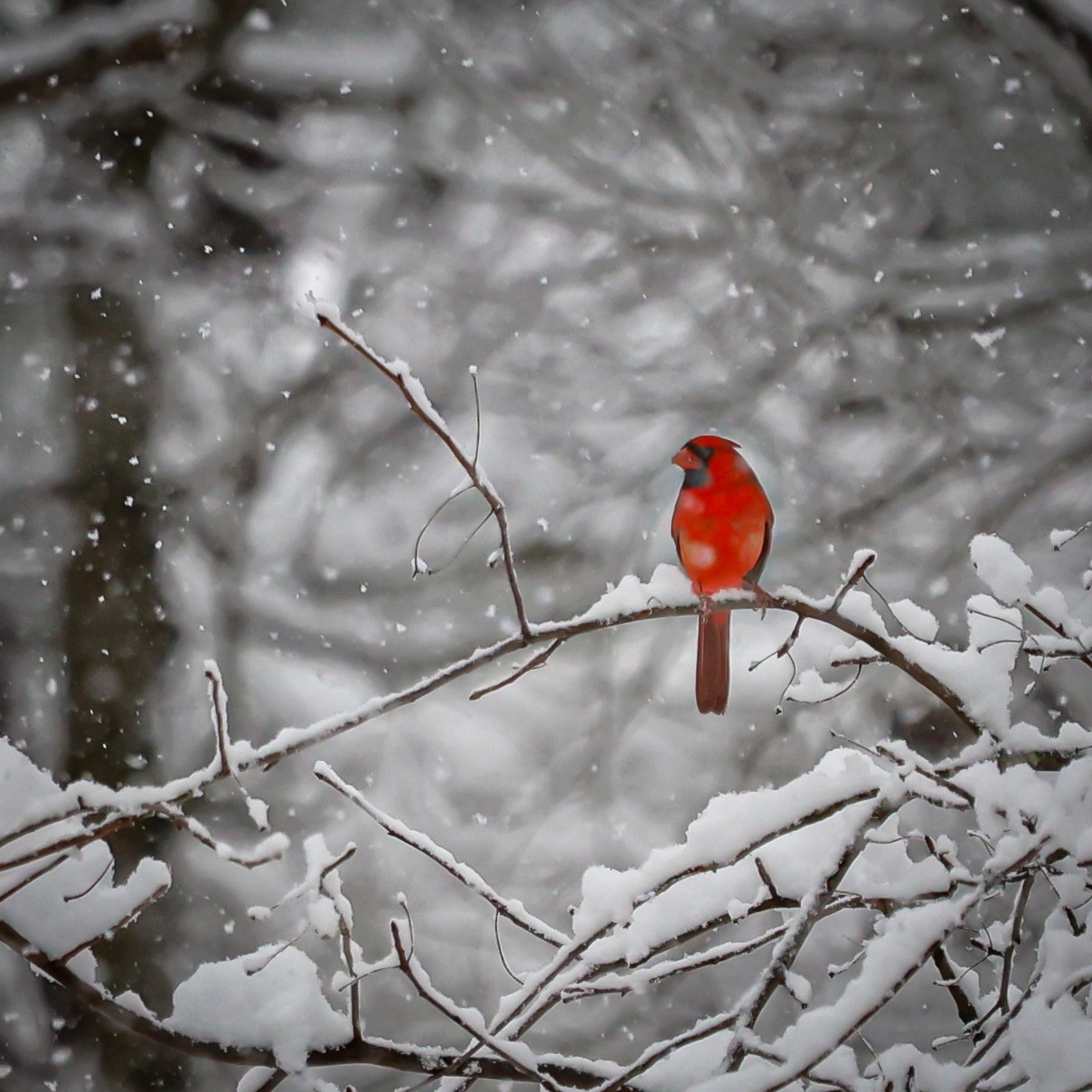 Community photo entitled Pop of Color by Chantal Torchia on 12/14/2025 at Old Bridge, NJ