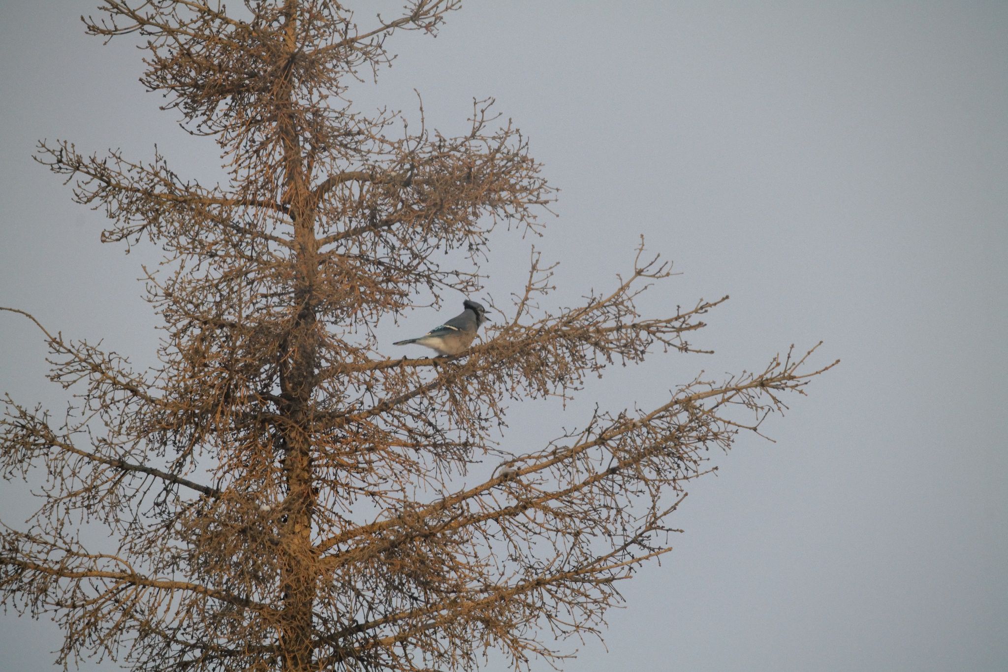 Community photo entitled Blue Jay calling by Elmarie van Rooyen on 12/02/2025 at Smoky Lake Alberta