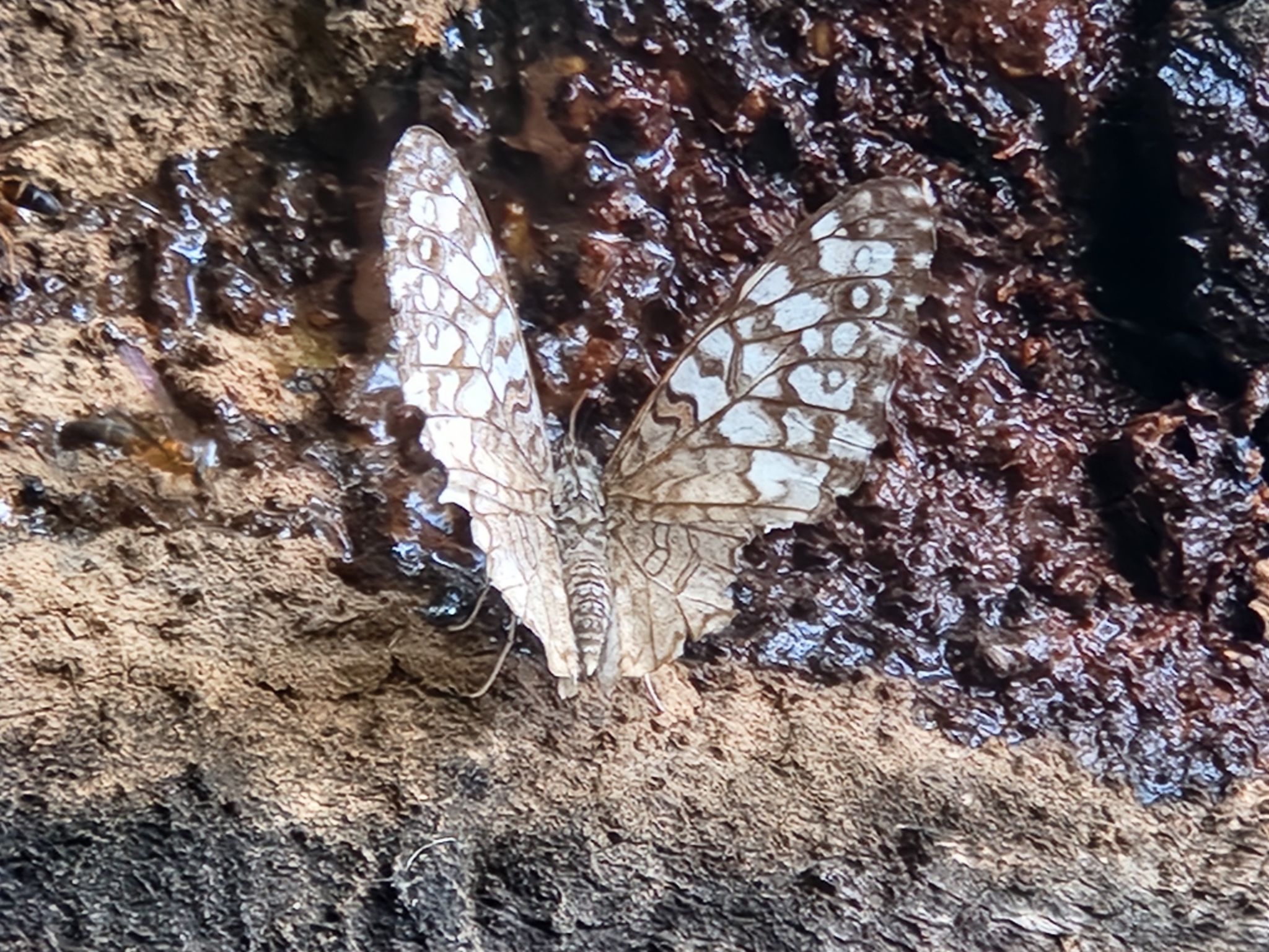 Community photo by Jo-Ann Hem Lee | Trail on  Michael's Forestry Reserve..Tacarigua Trinidad