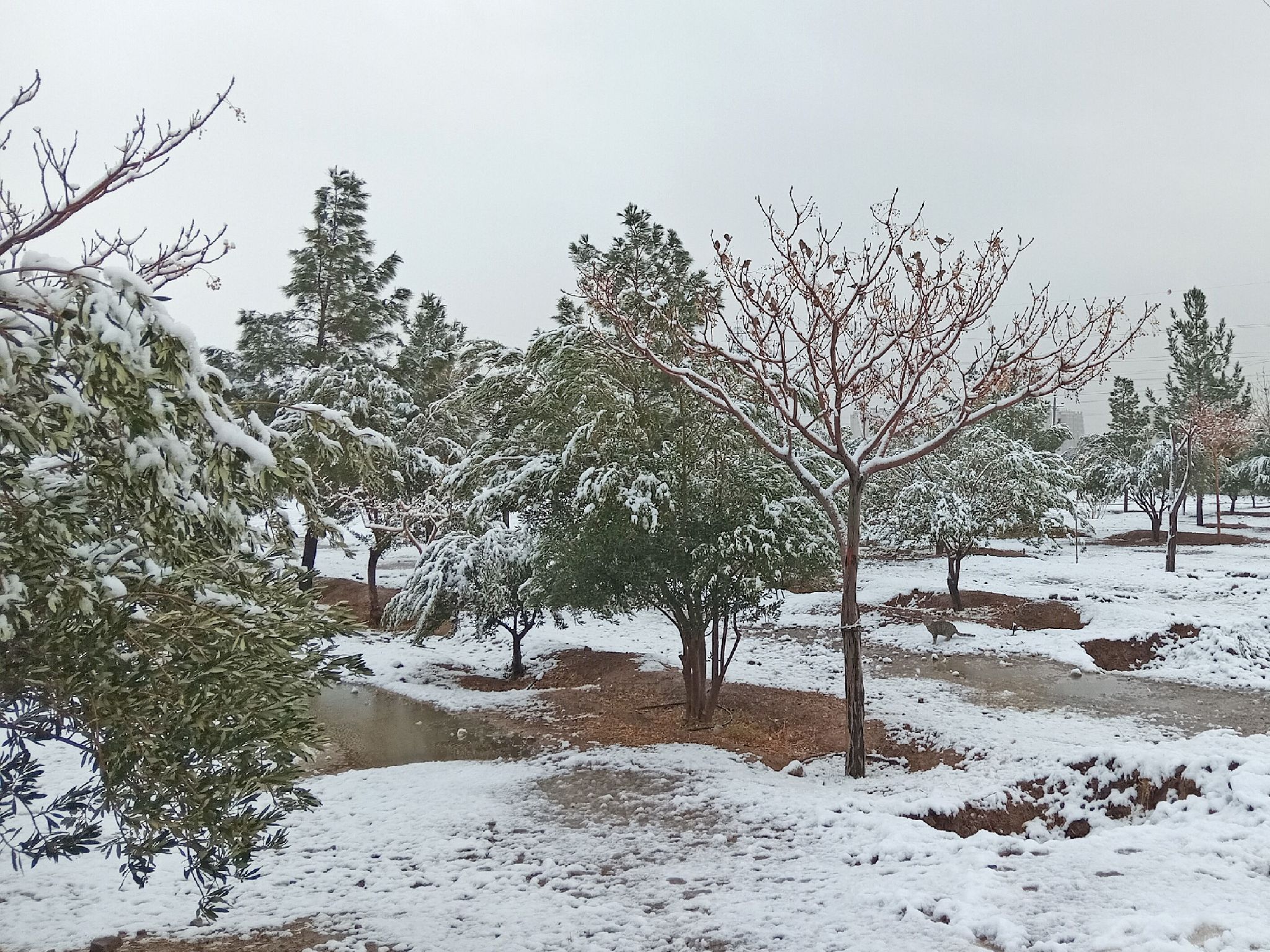 Community photo by Hassan Dadashi Arani | Esfahan province. Iran