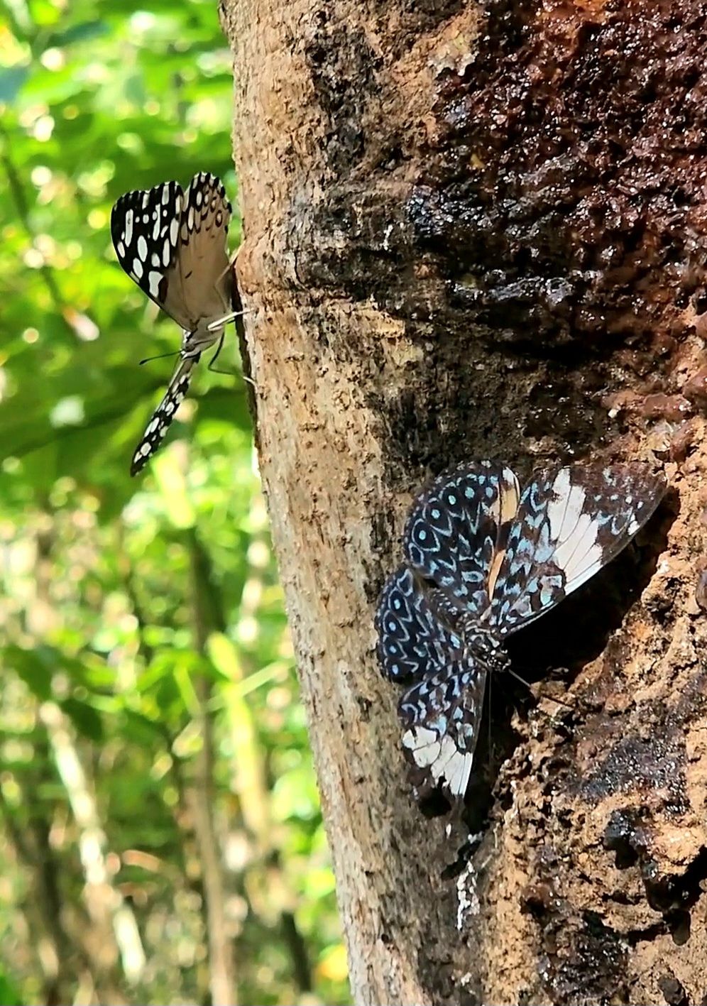 Community photo by Jo-ann Hem Lee | St Michael's Forestry Reserve,Tacarigua,Trinidad