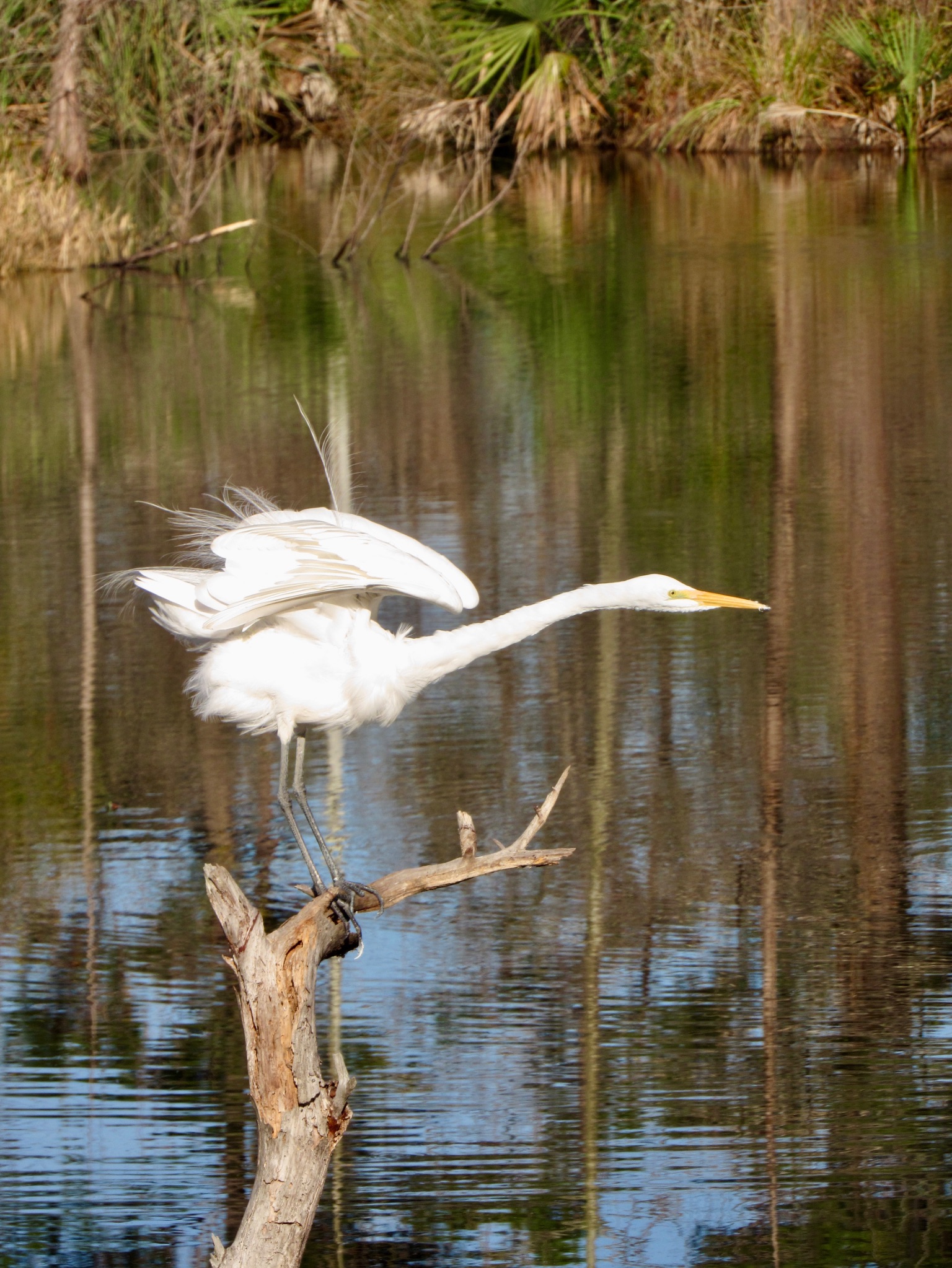 Community photo by N P | Houston, TX