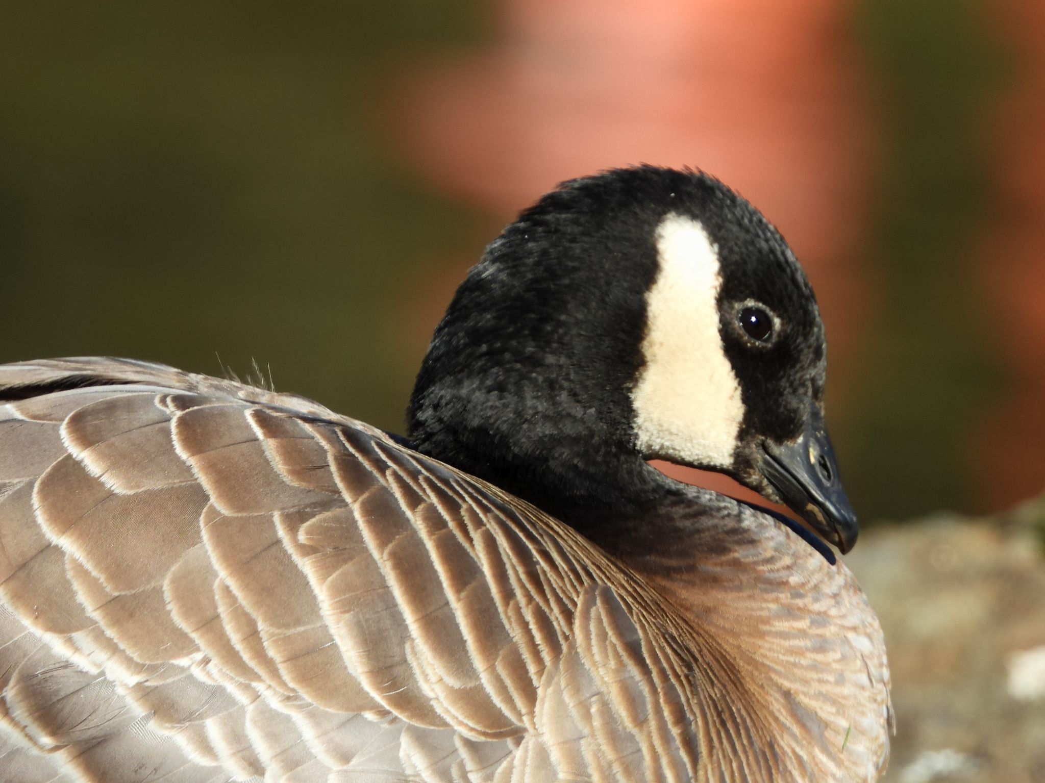 Community photo by Cecille Kennedy | Depoe Bay Harbor, Oregon