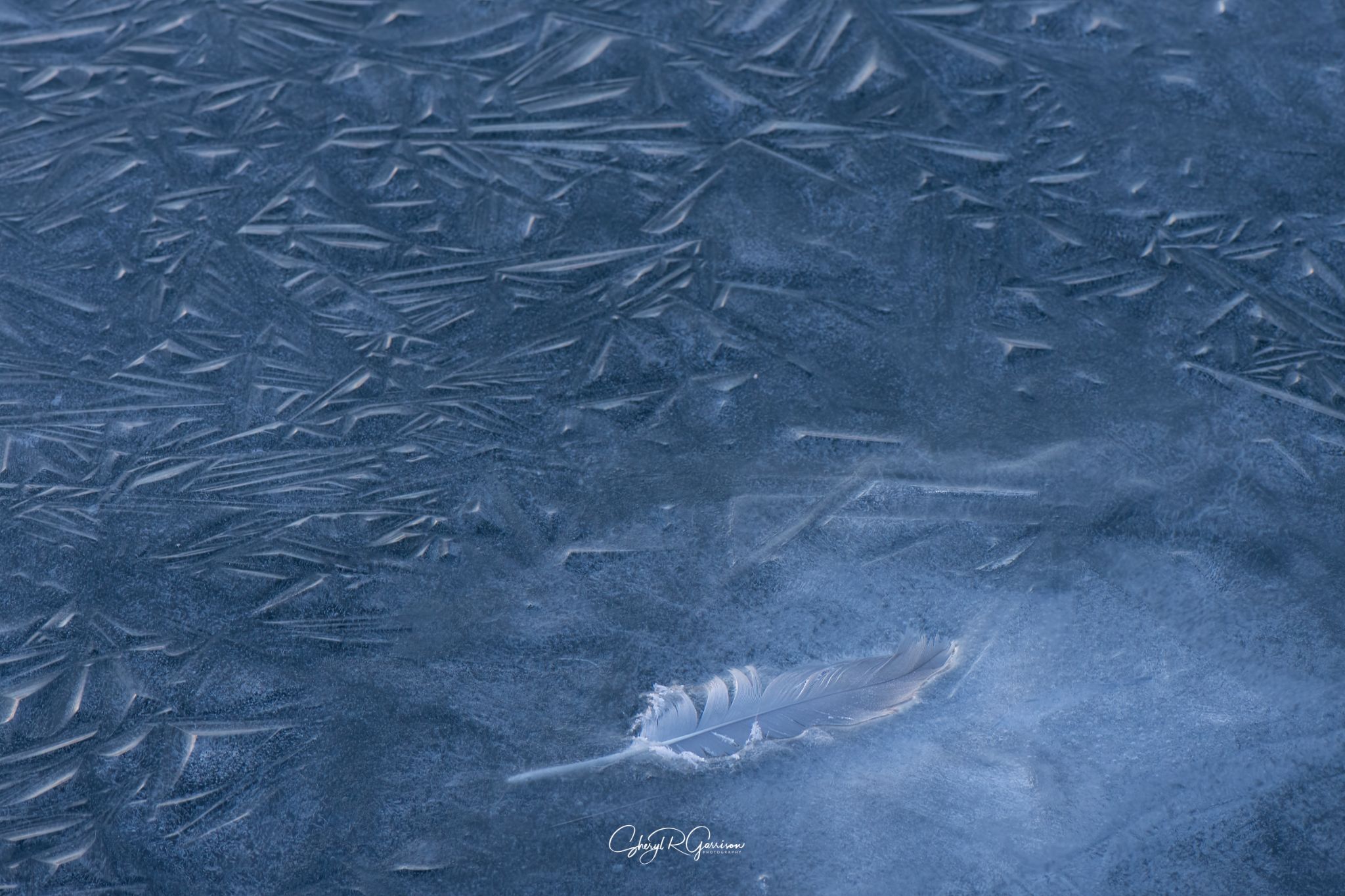 Community photo by Sheryl R Garrison | Southern Alberta, Canada