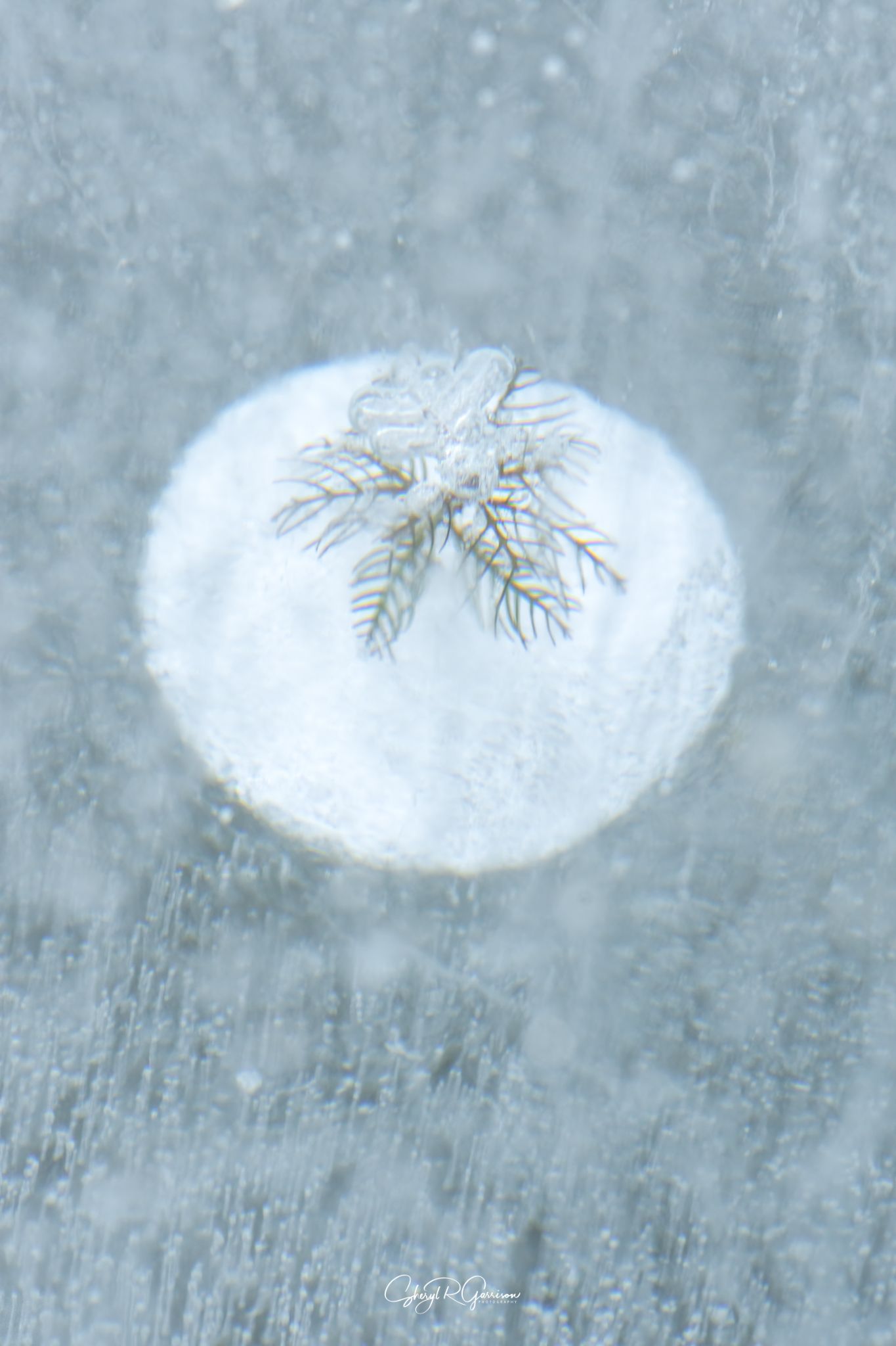 Community photo by Sheryl R Garrison | Southern Alberta, Canada