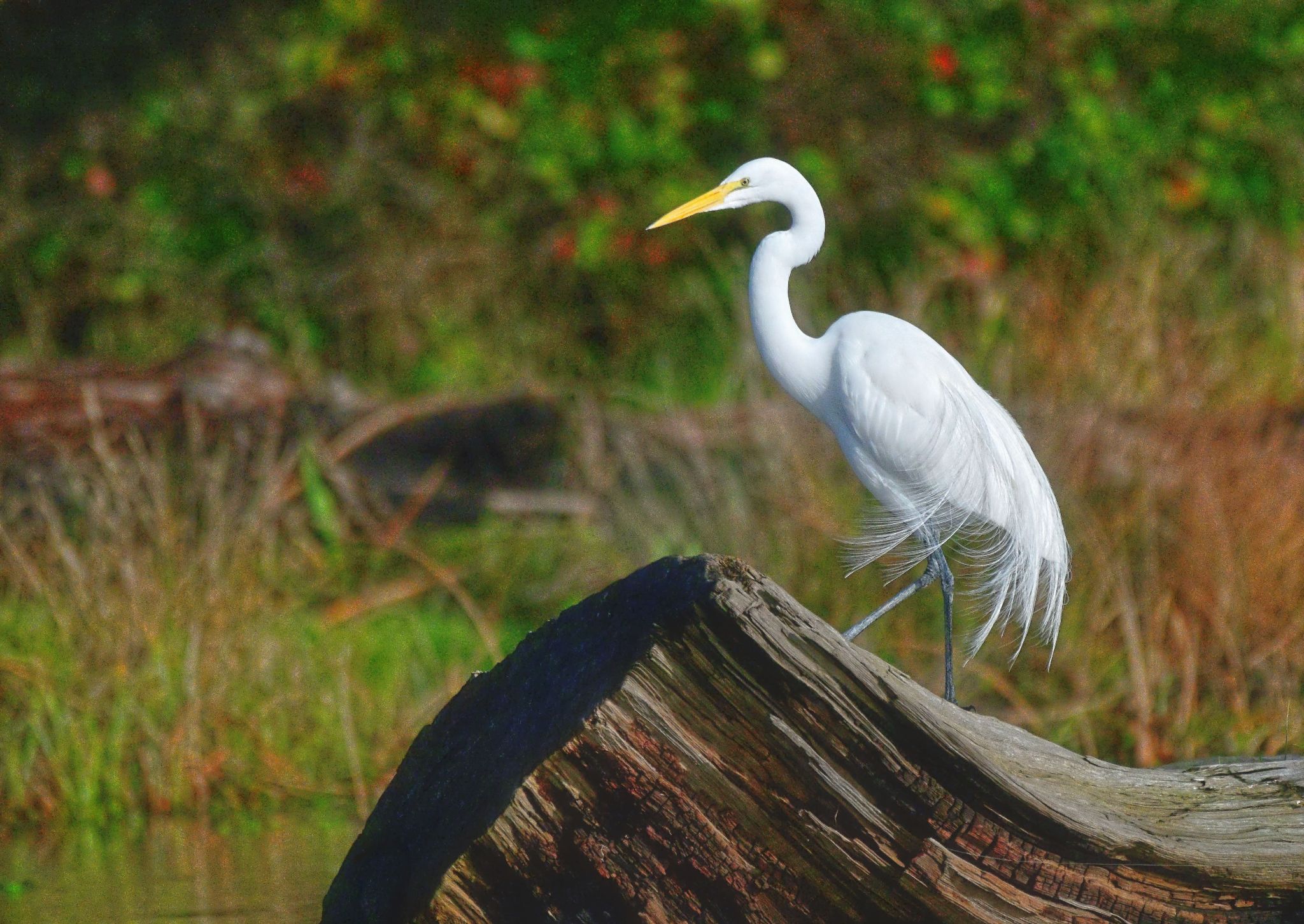 Community photo by Cecille Kennedy | Lincoln City, Oregon