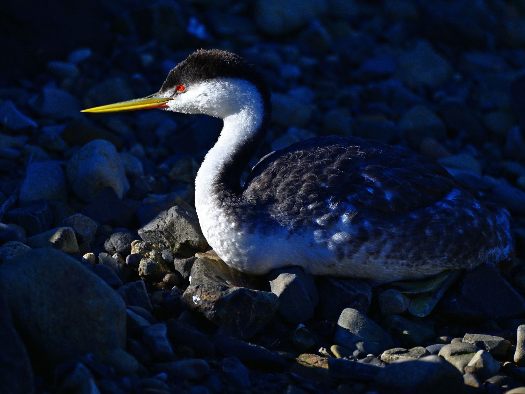 Community photo by Cecille Kennedy | Depoe Bay, Oregon
