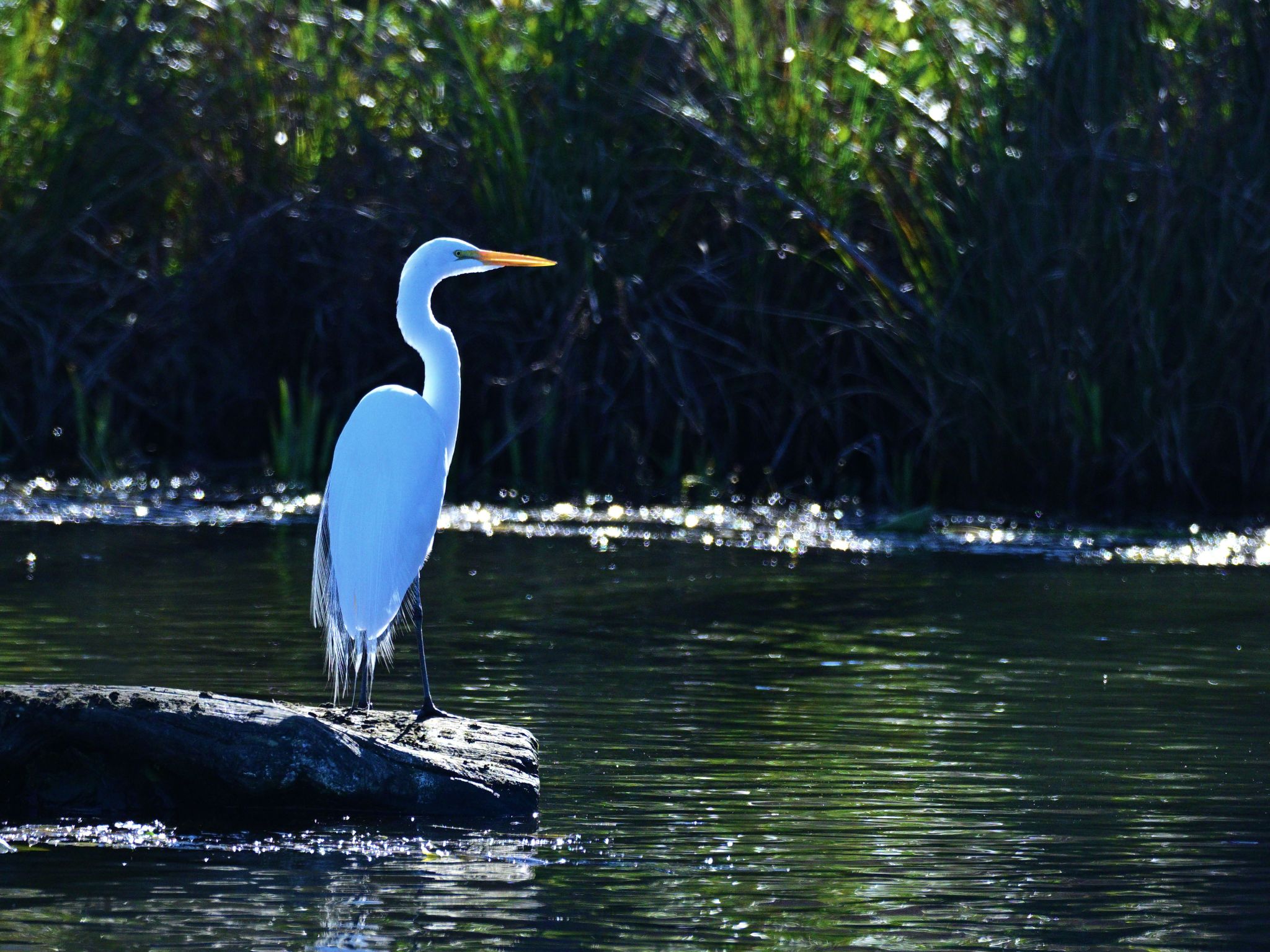 Community photo by Cecille Kennedy | Lincoln City, Oregon