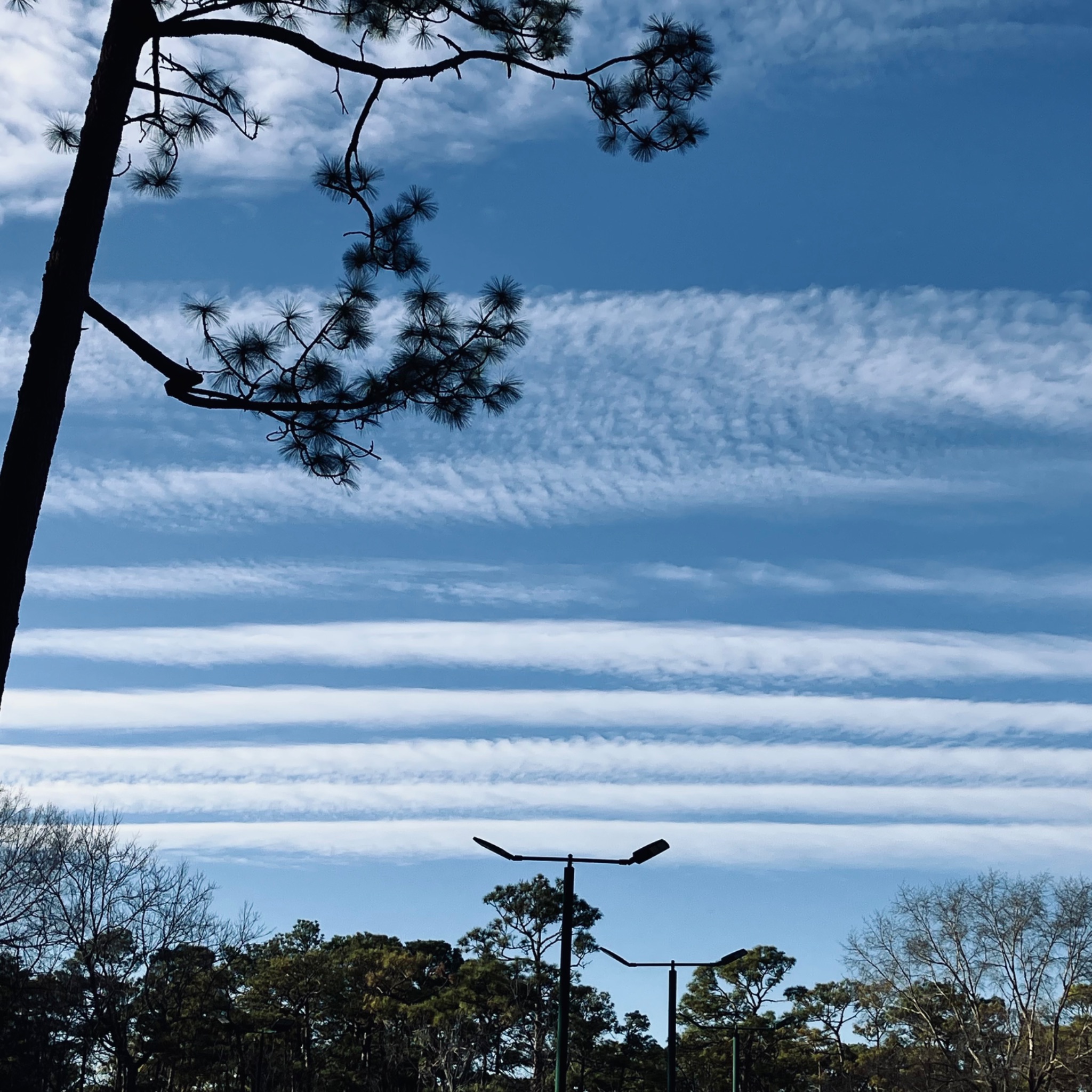 Community photo by Sharon Tompkins | Long Leaf Park, Wilmington NC