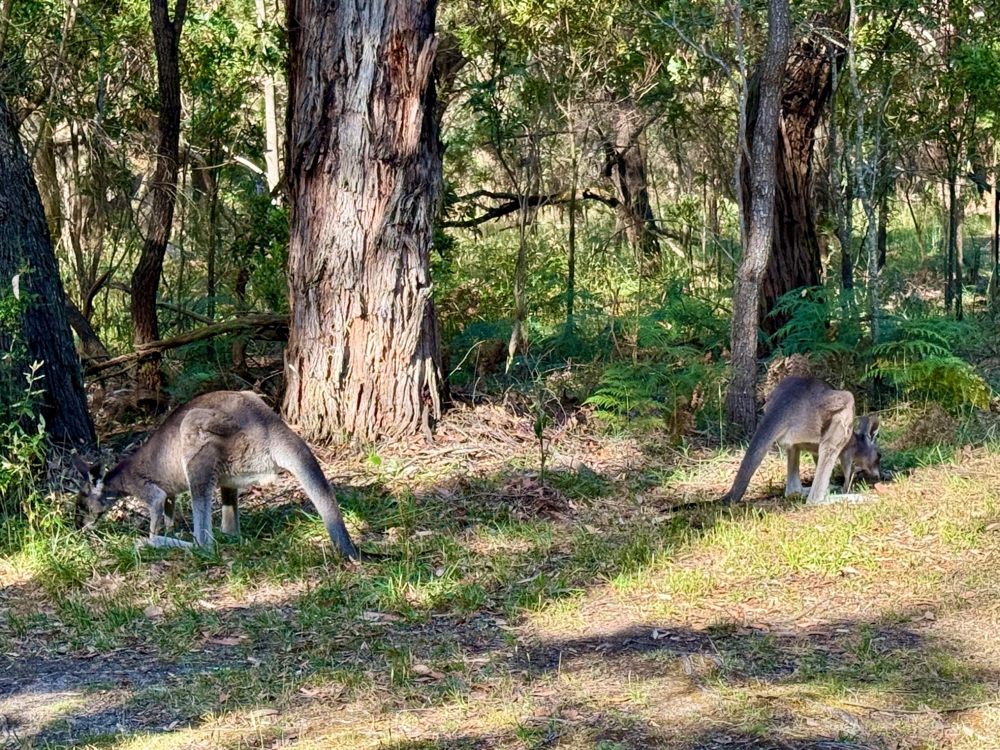 Community photo by Paul C. Peh | Arthurs Seat, Victoria, Australia