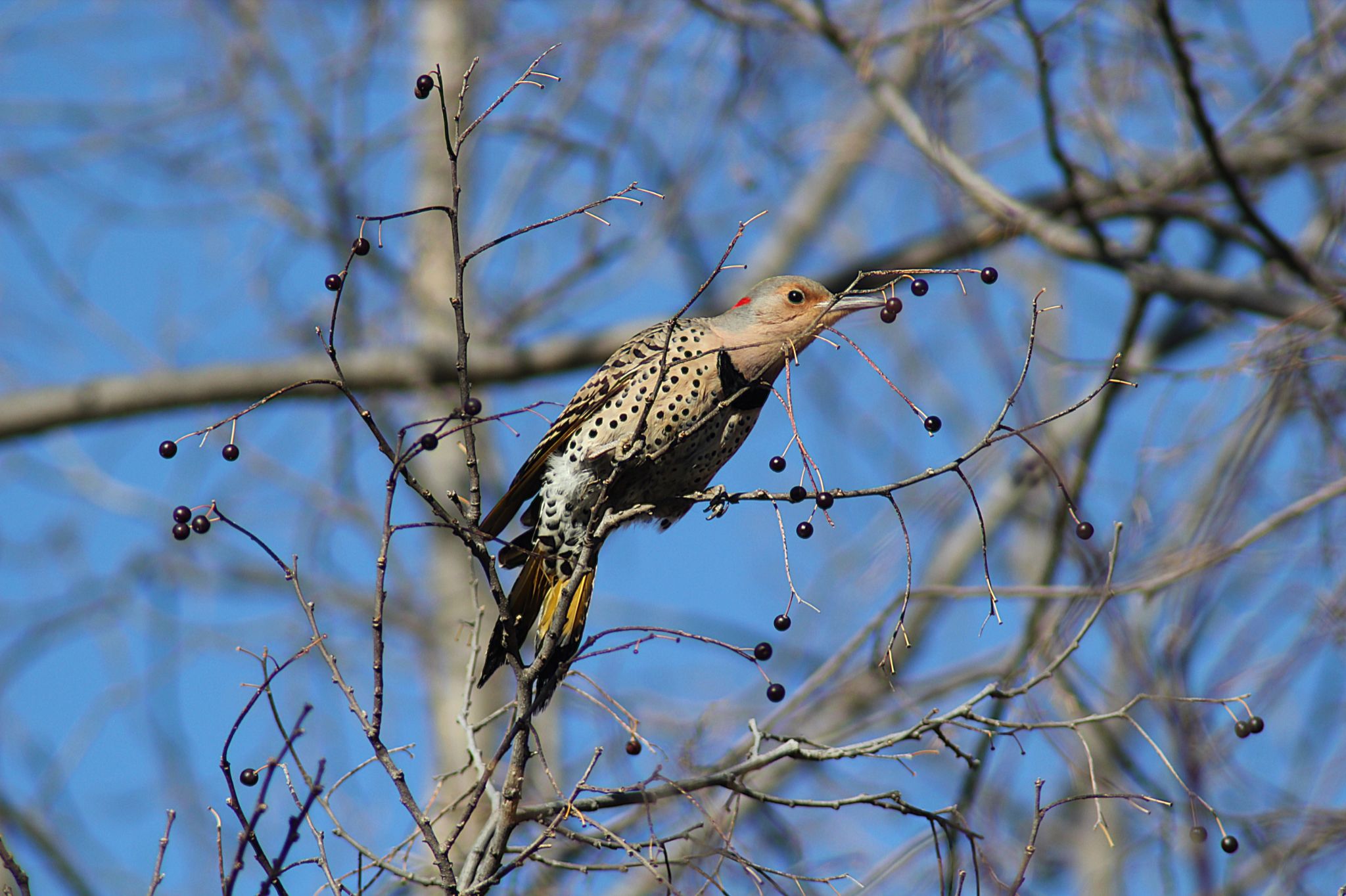 Community photo entitled Stretching to get the berries. by Randy Strauss on 01/07/2026 at Forest in Eastern Nebraska, close to the Missouri River