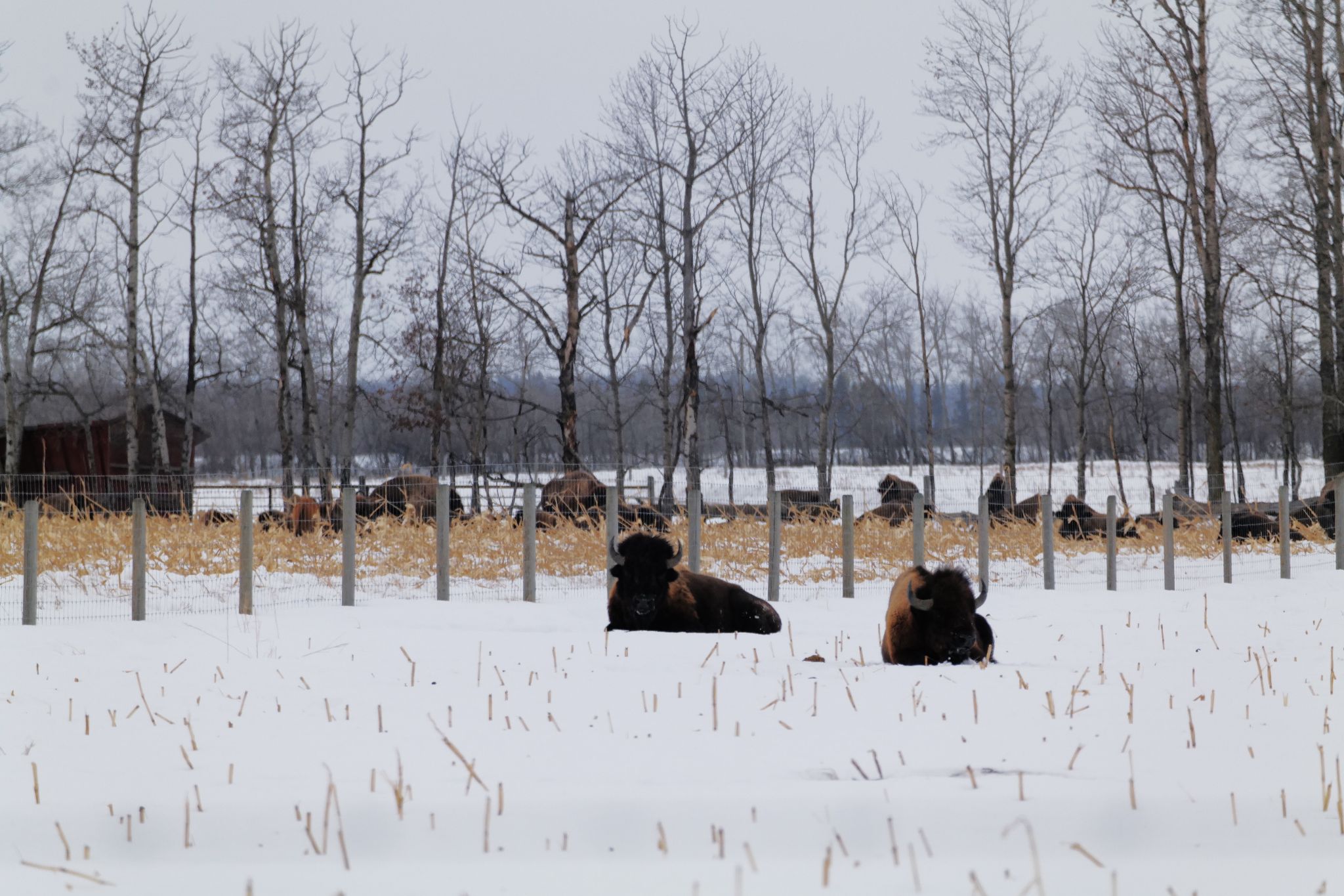 Community photo by Elmarie van Rooyen | Smoky Lake Alberta