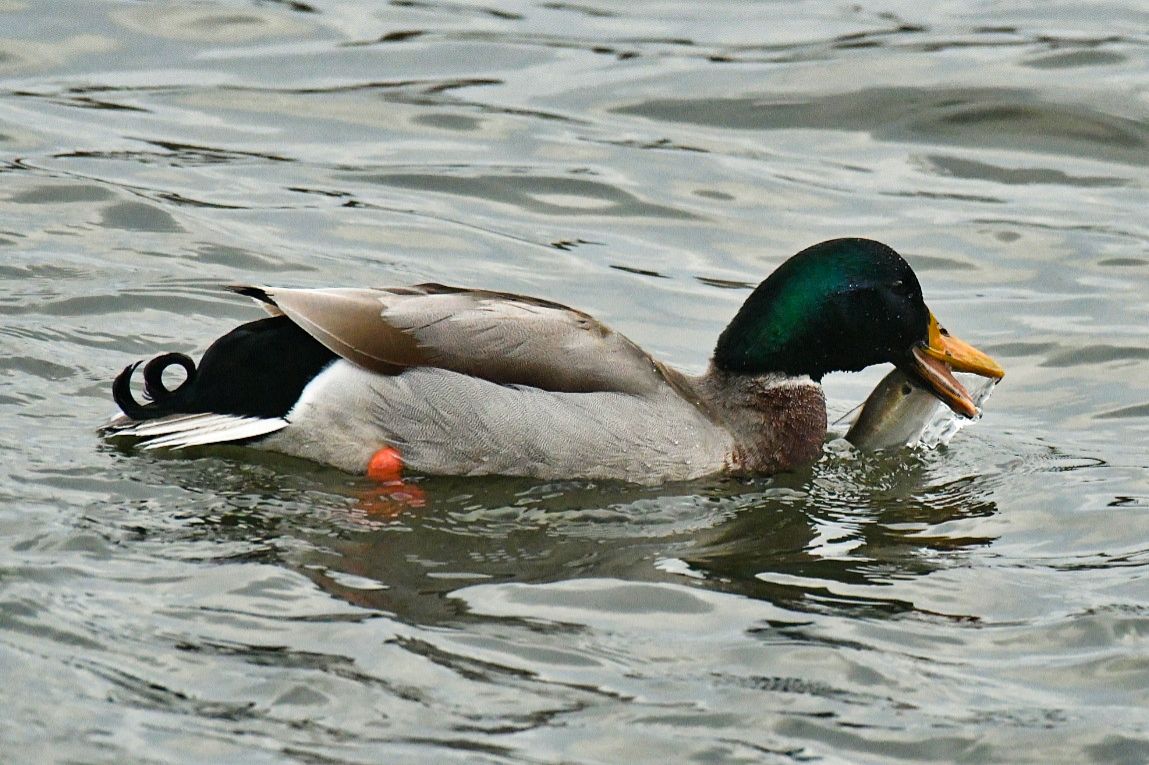 Community photo by Lorraine Boyd | Cohoes, New York