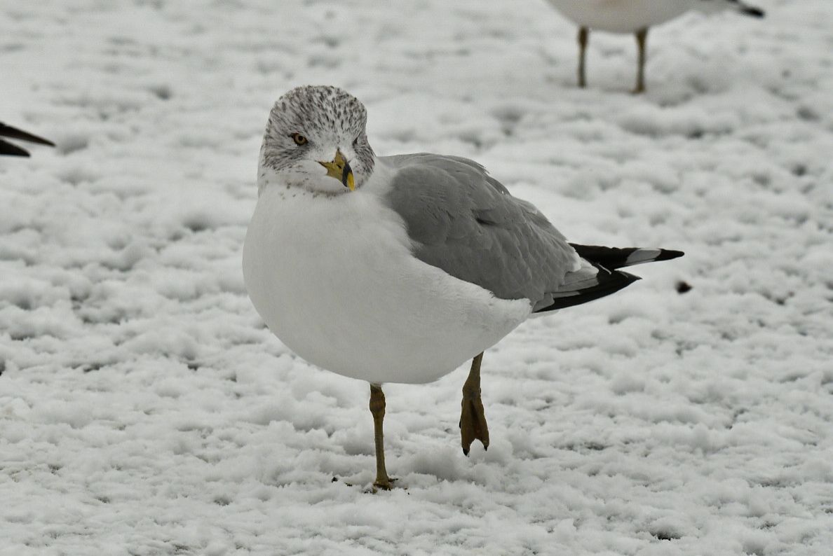 Community photo by Lorraine Boyd | Albany, New York