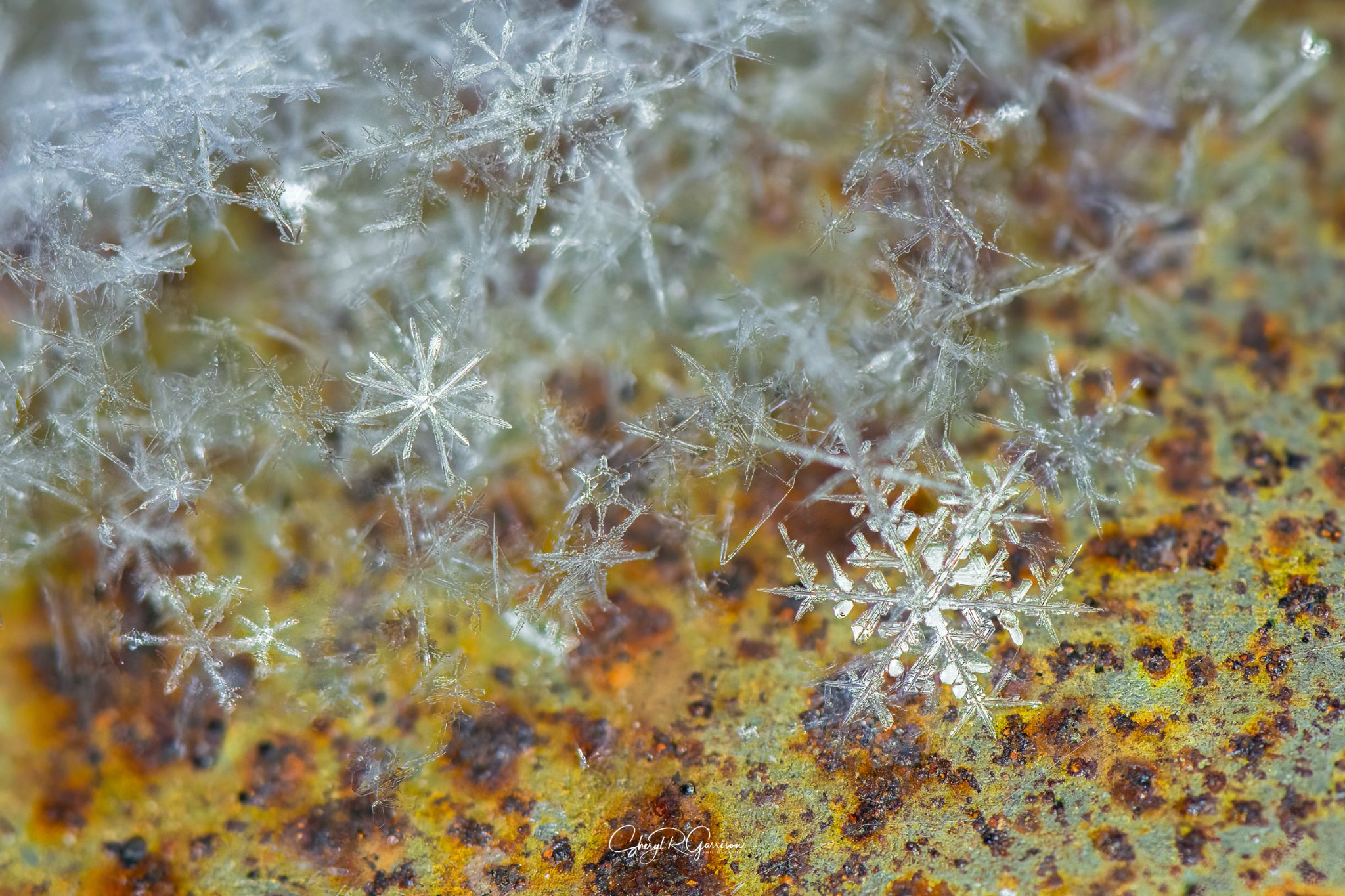 Community photo by Sheryl R Garrison | Southern Alberta, Canada