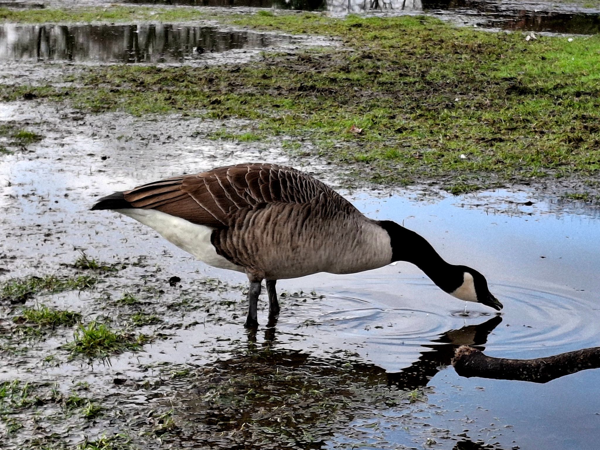 Community photo by Philip Brocklehurst | Small Heath Park, United Kingdom
