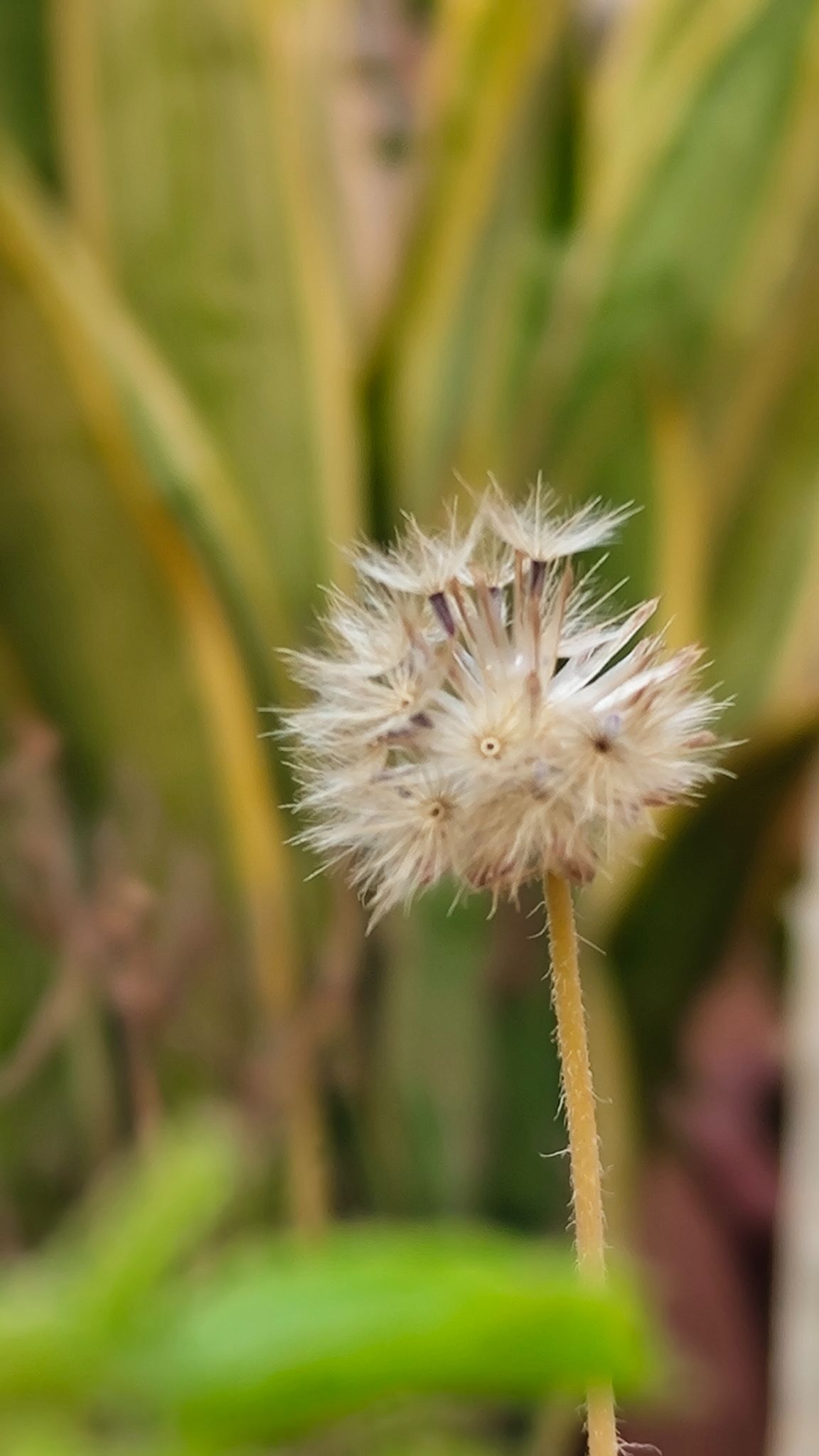 Community photo by Harsha Jetley | Vadodara , Gujarat India