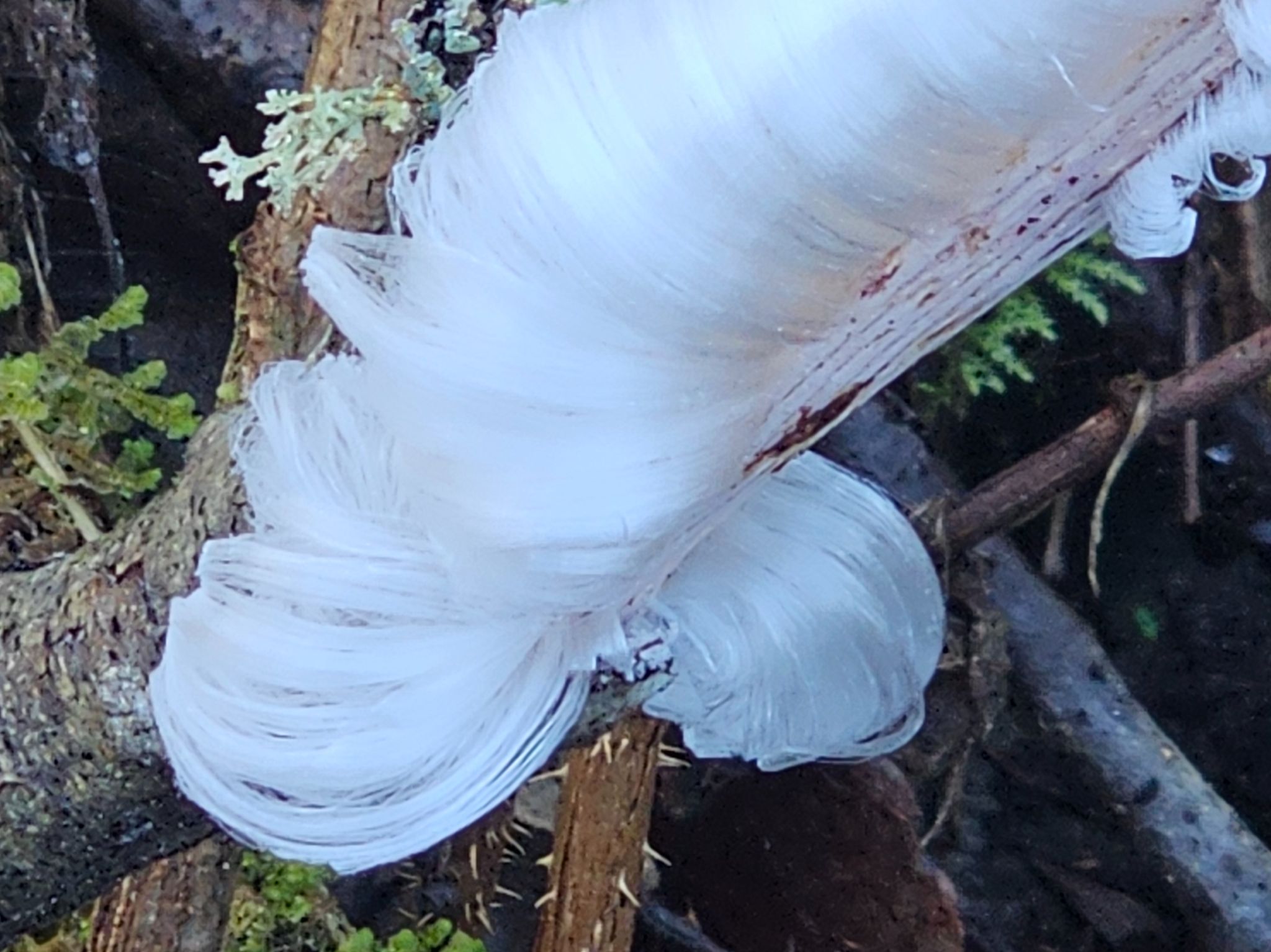 Community photo by Vaun Fiedler | Bonney Lake, WA USA