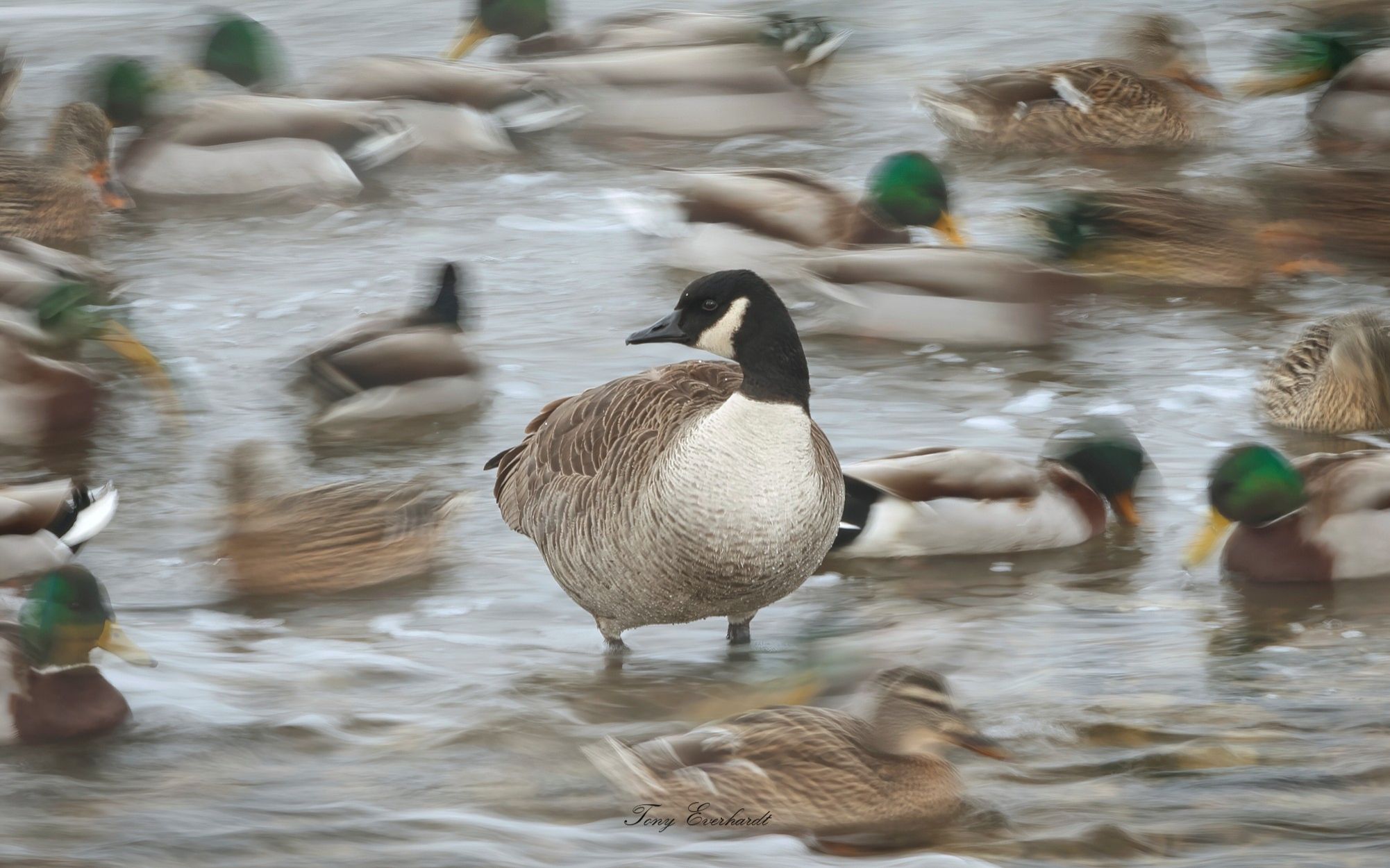 Community photo by Tony Everhardt | Orleans Park. Perrysburg,Ohio