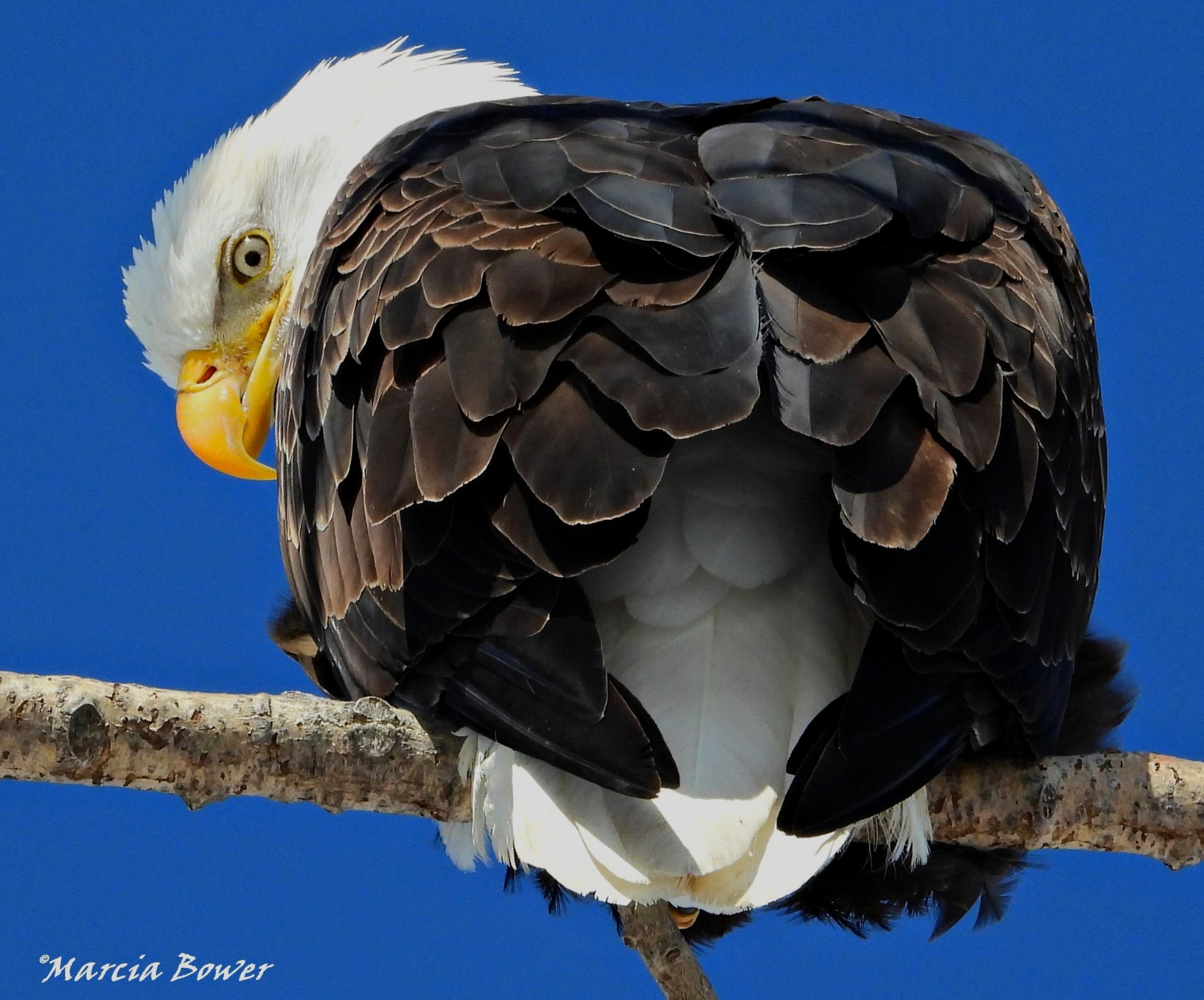 Community photo by MARCIA WHITE-BOWER | Onondaga lake /syracuse NY