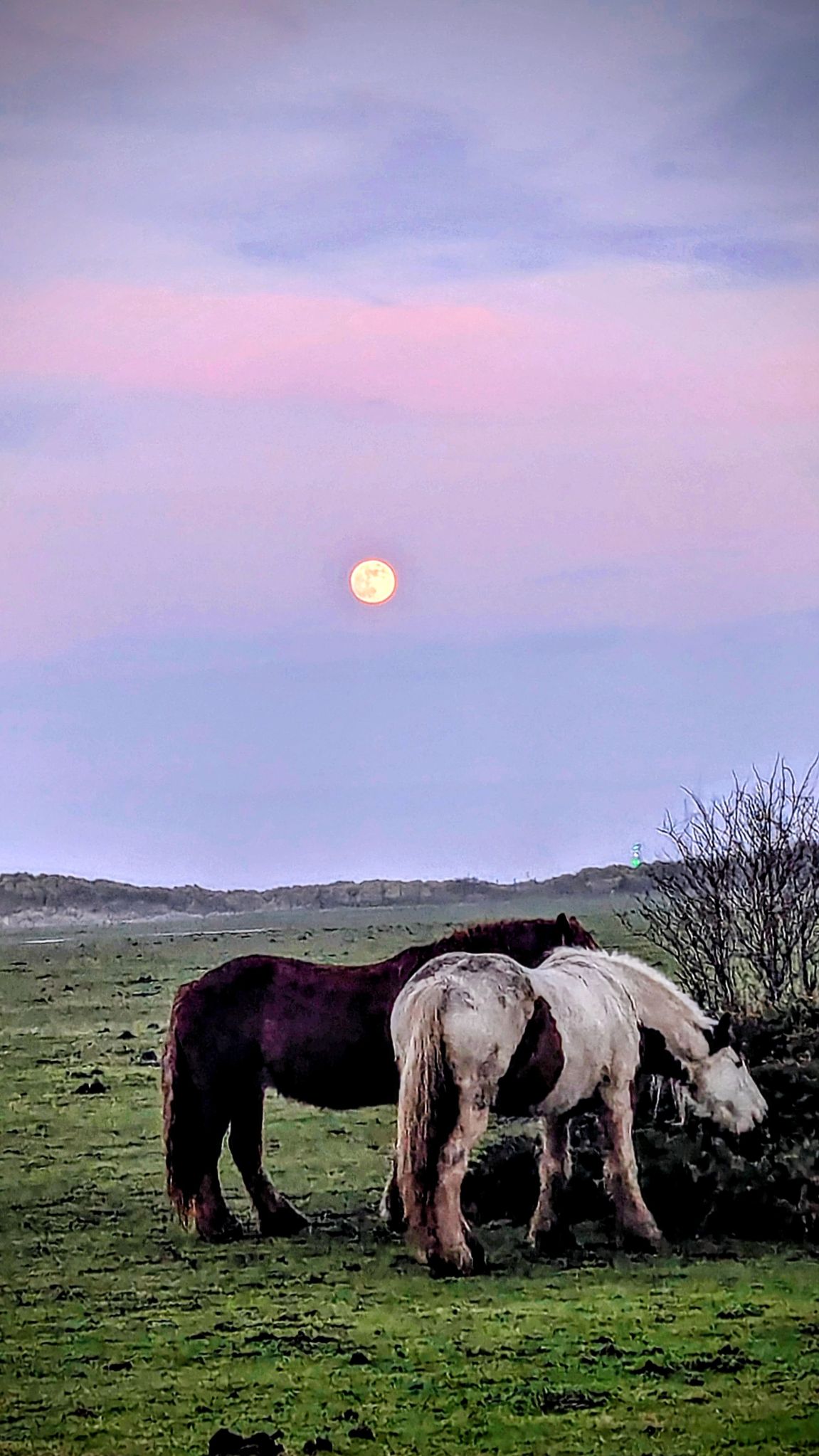 Community photo by Kevan Hubbard | Teesmouth Nature Reserve, Co Durham, England