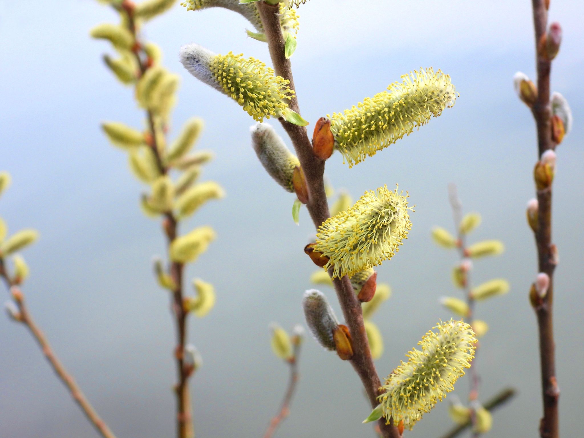 Community photo by Cecille Kennedy | Alder Island Nature Trail, Oregon