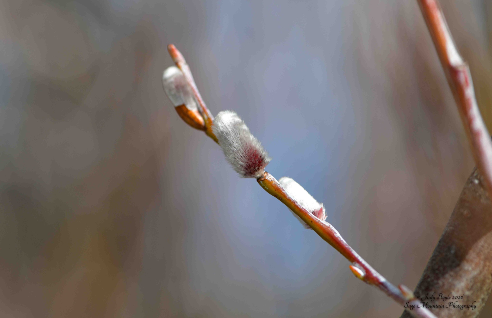 Community photo by Judy Boyle | Whitehall, Montana USA