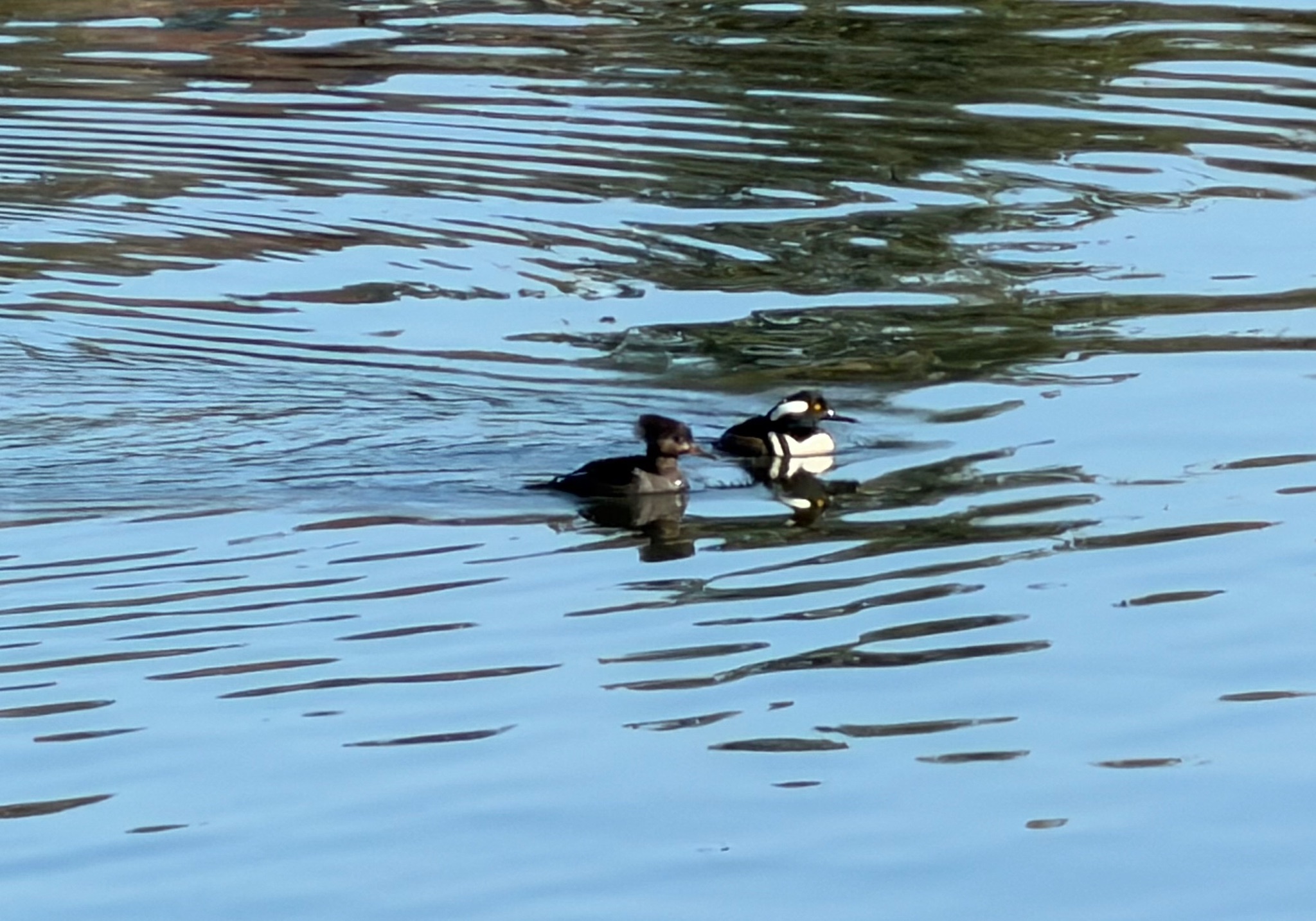 Community photo by Victoria Bryhan | Yaquina River, Toledo, Oregon