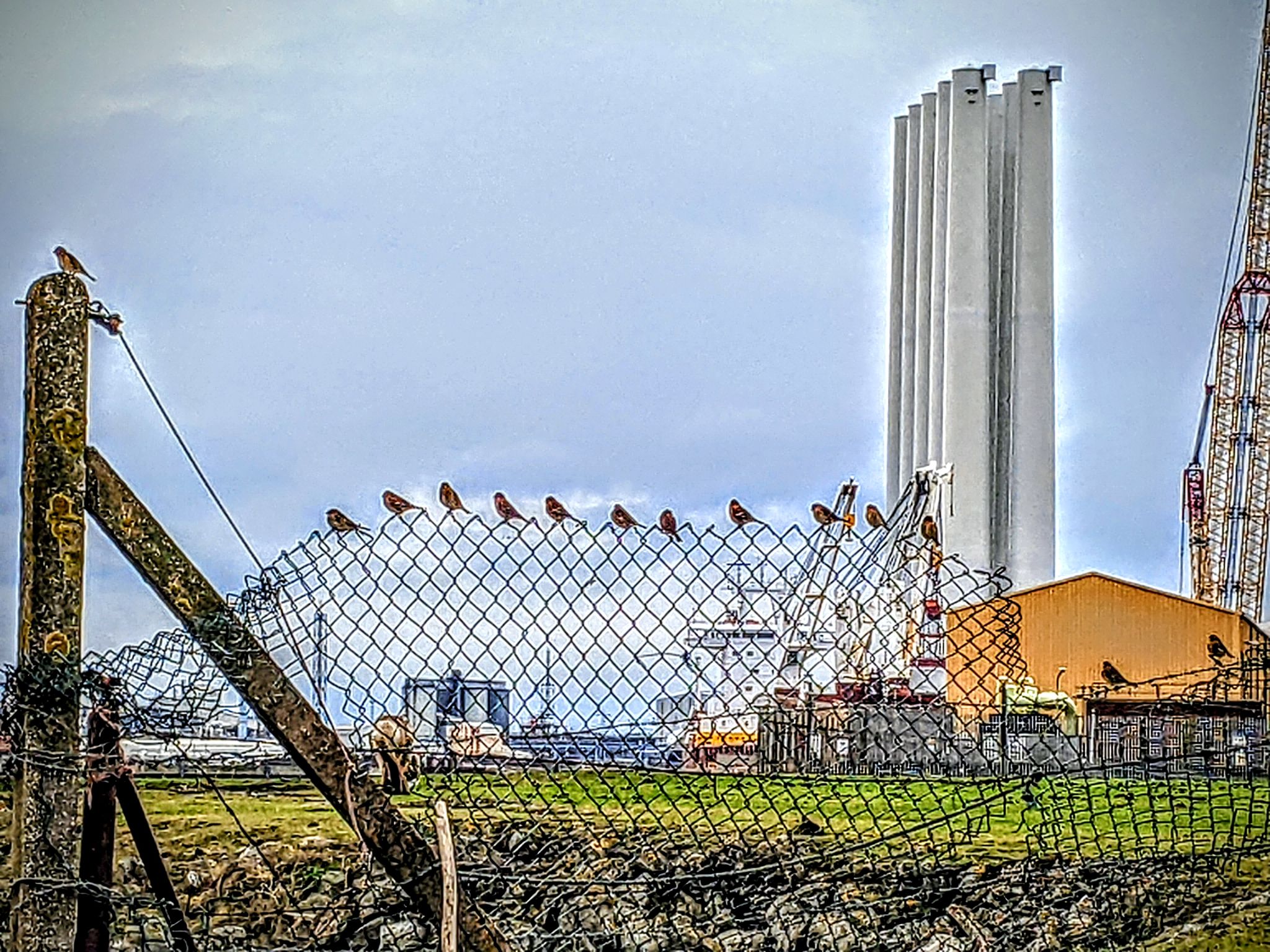 Community photo by Kevan Hubbard | Teesmouth Nature Reserve,Co Durham ,England