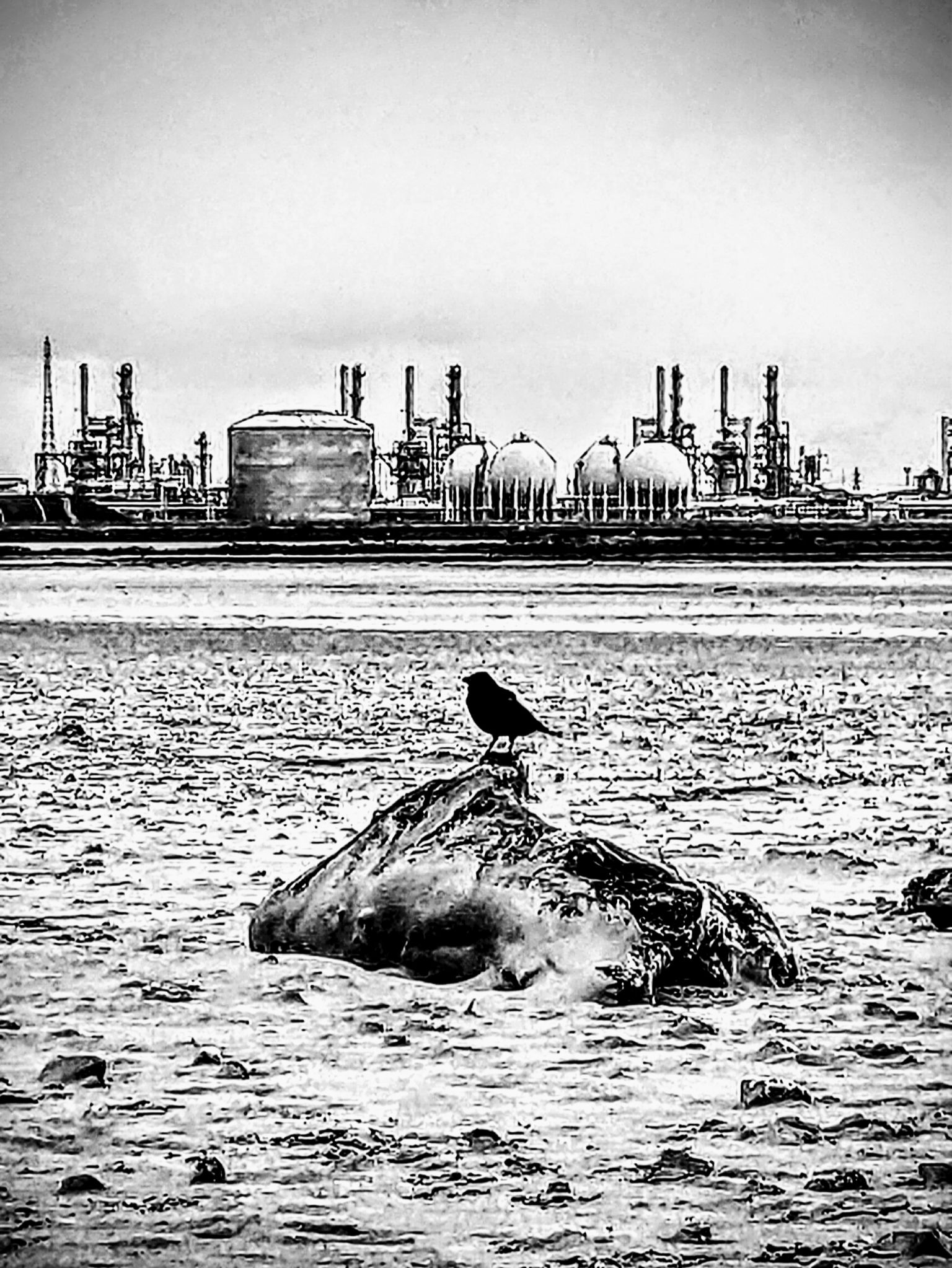 Community photo by Kevan Hubbard | Teesmouth Nature Reserve,Co Durham ,England