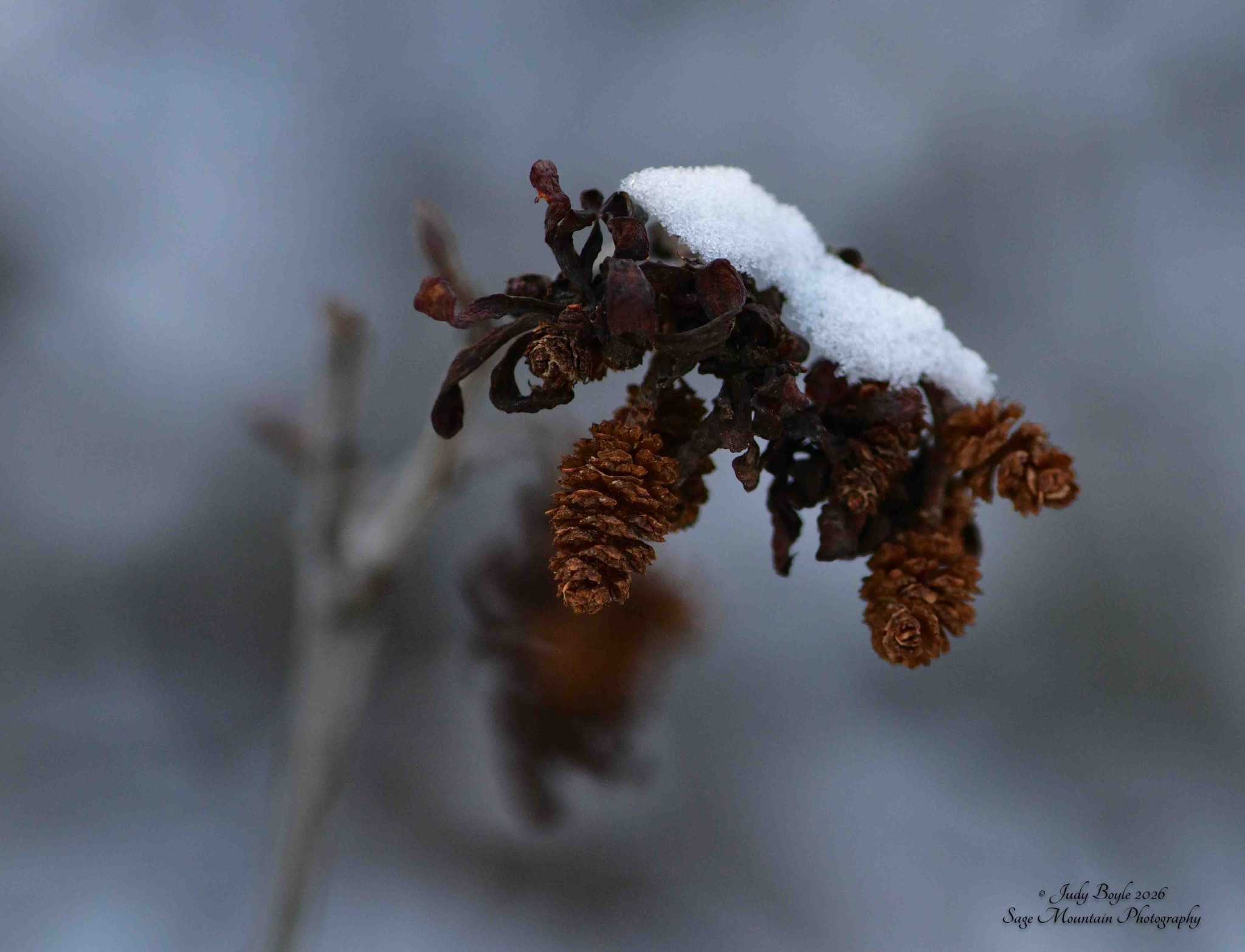Community photo by Judy Boyle | Whitehall, Montana USA