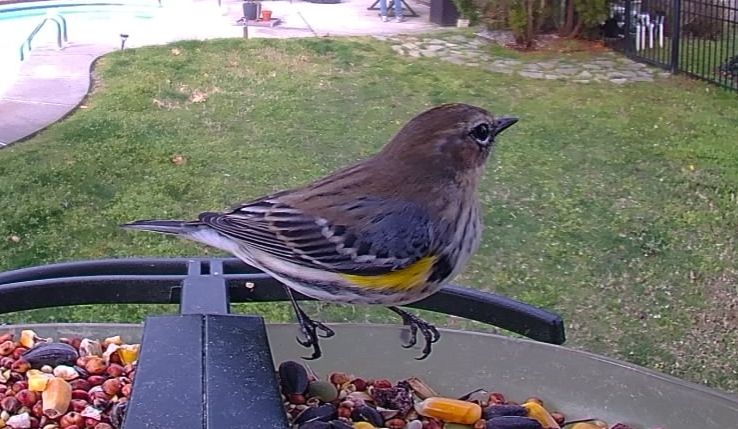 Community photo by Mark Wralstad | Virginia Beach, VA, USA