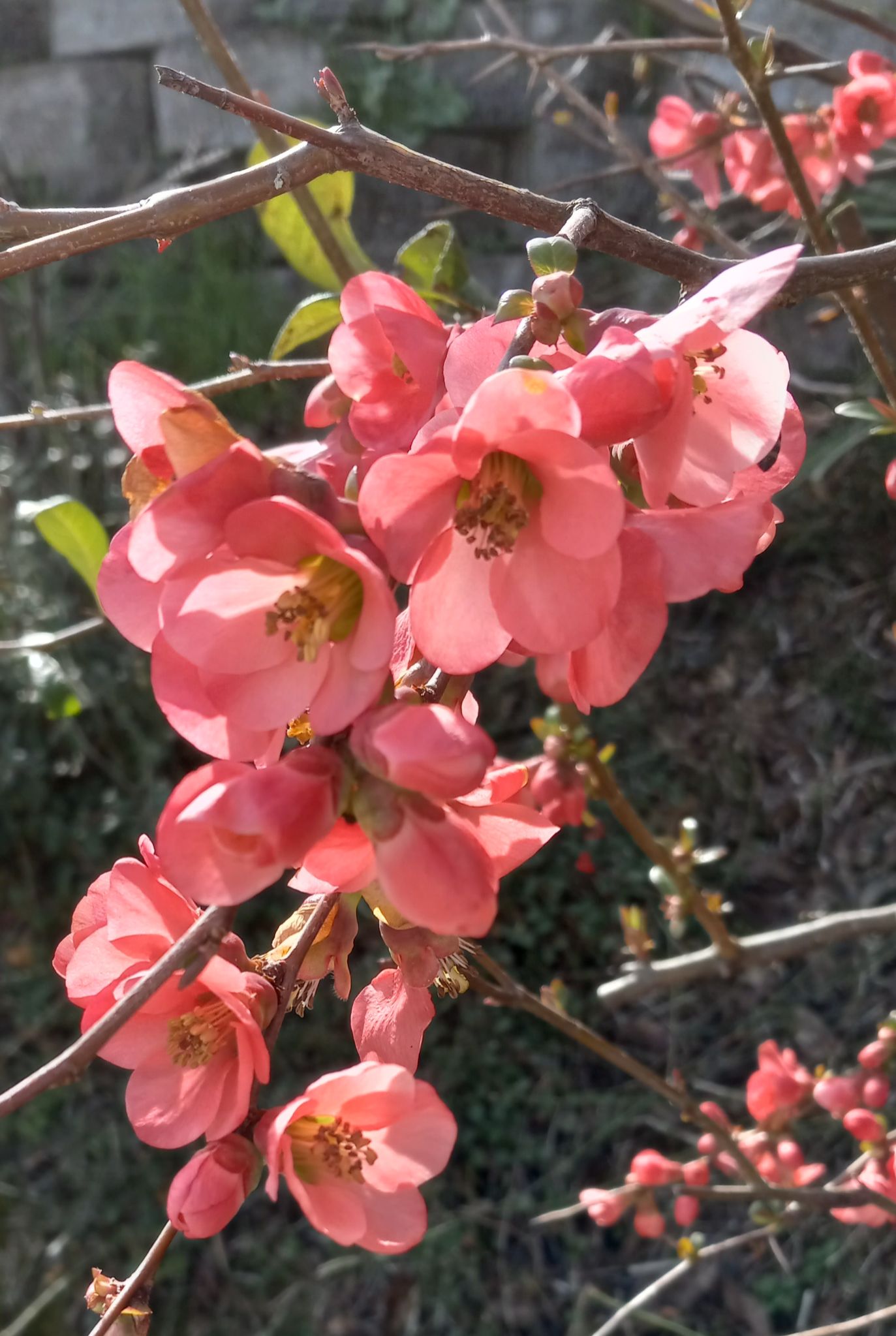 Community photo by Dolores de la Fuente | Roseburg, Oregon, USA