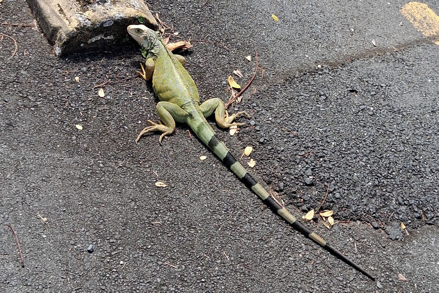 Community photo by Armando