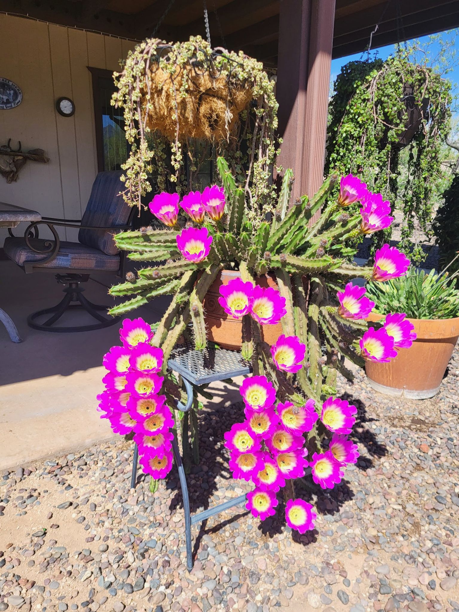 Community photo by Karin Militello | Tucson, Arizona  USA