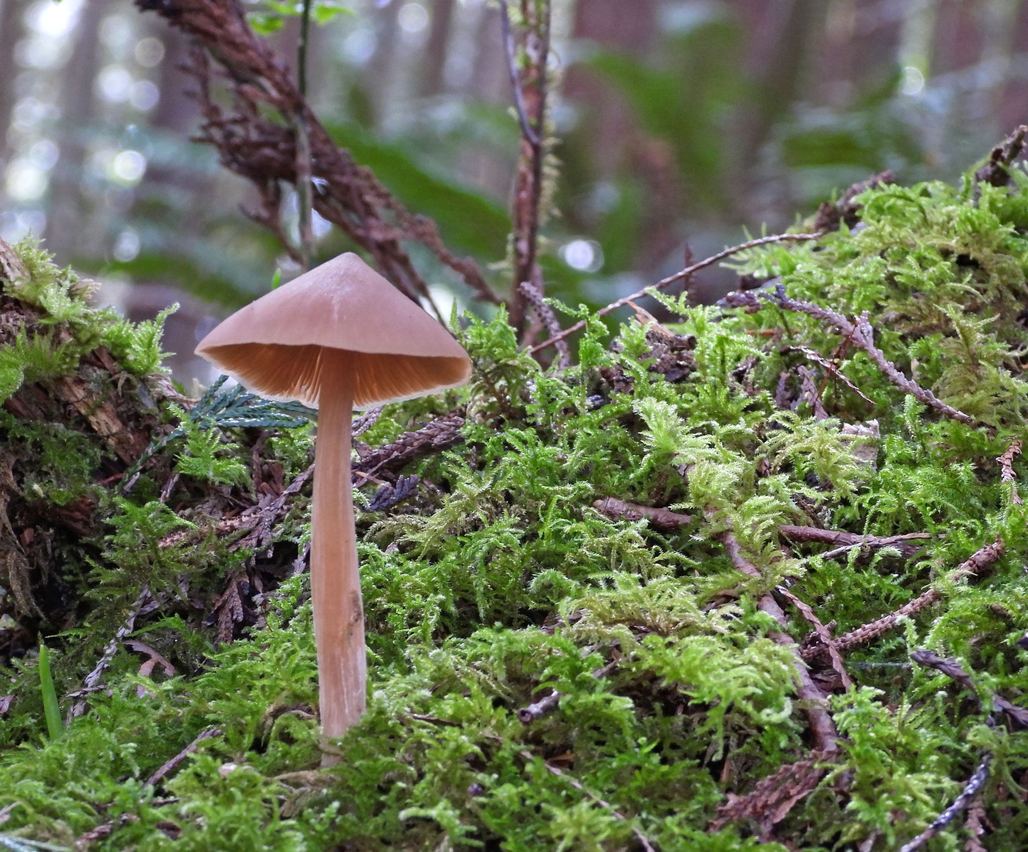Community photo by Cecille Kennedy | South Depoe Bay Creek Nature Trail, Oregon