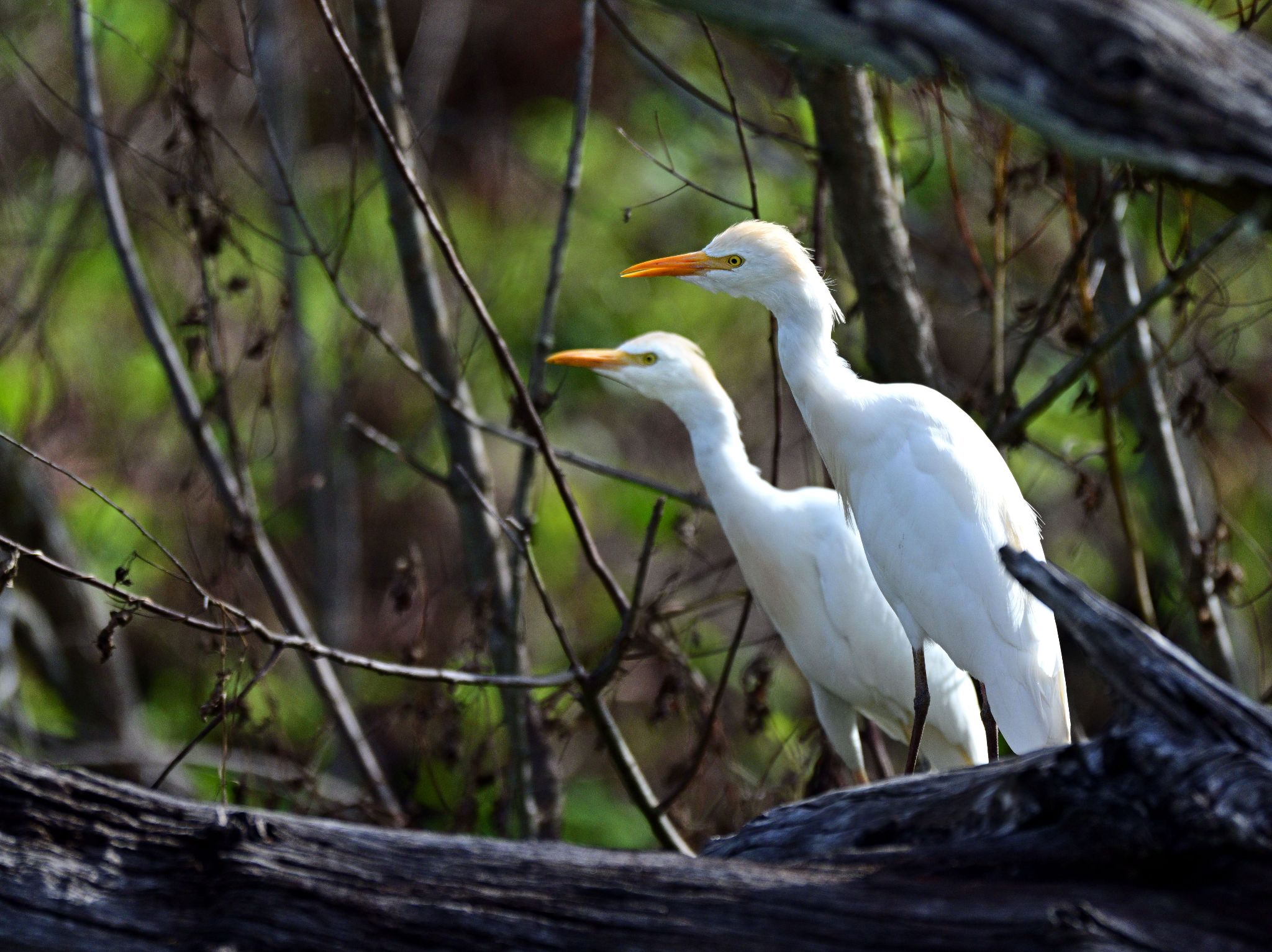 Community photo by Cecille