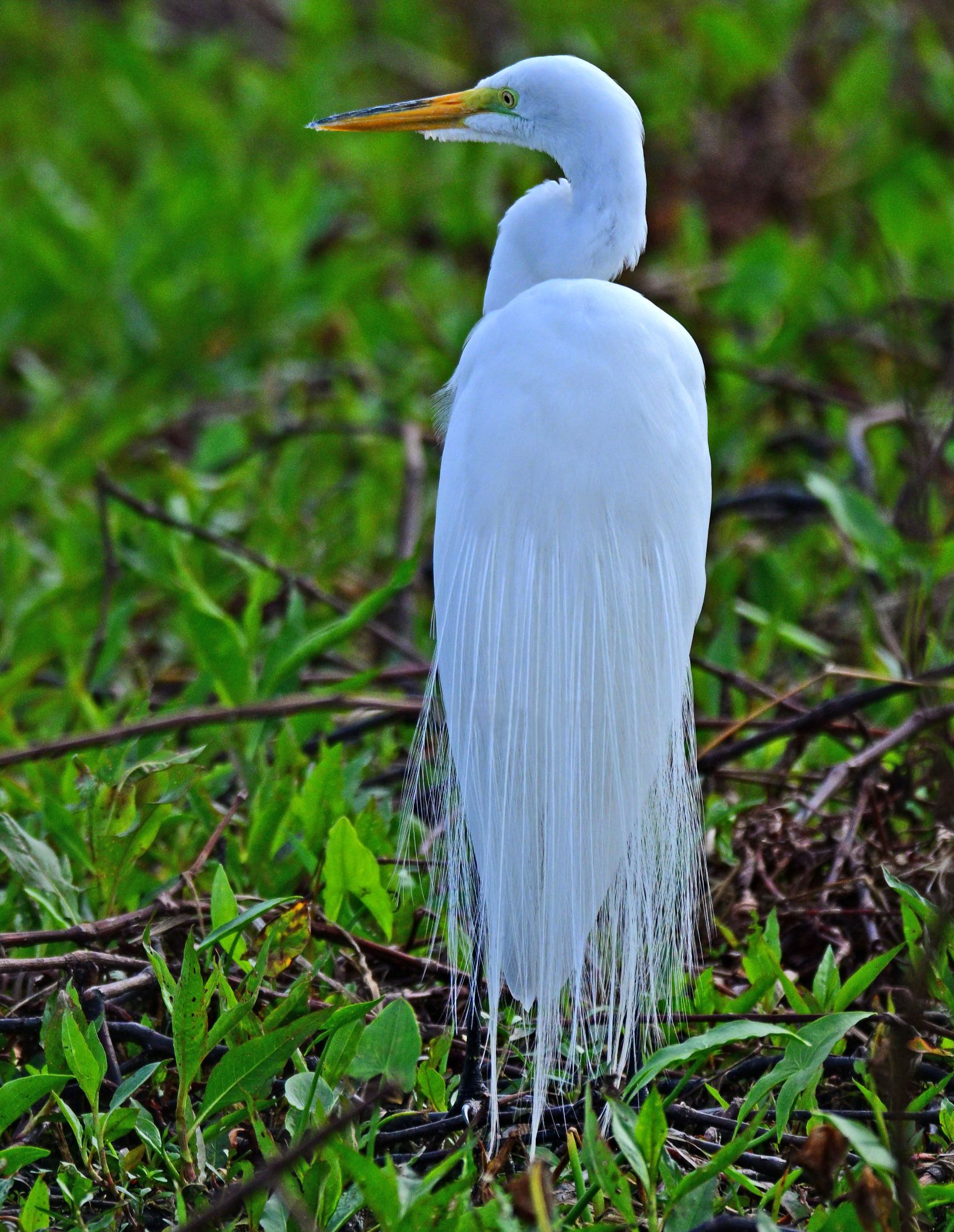 Community photo by Cecille